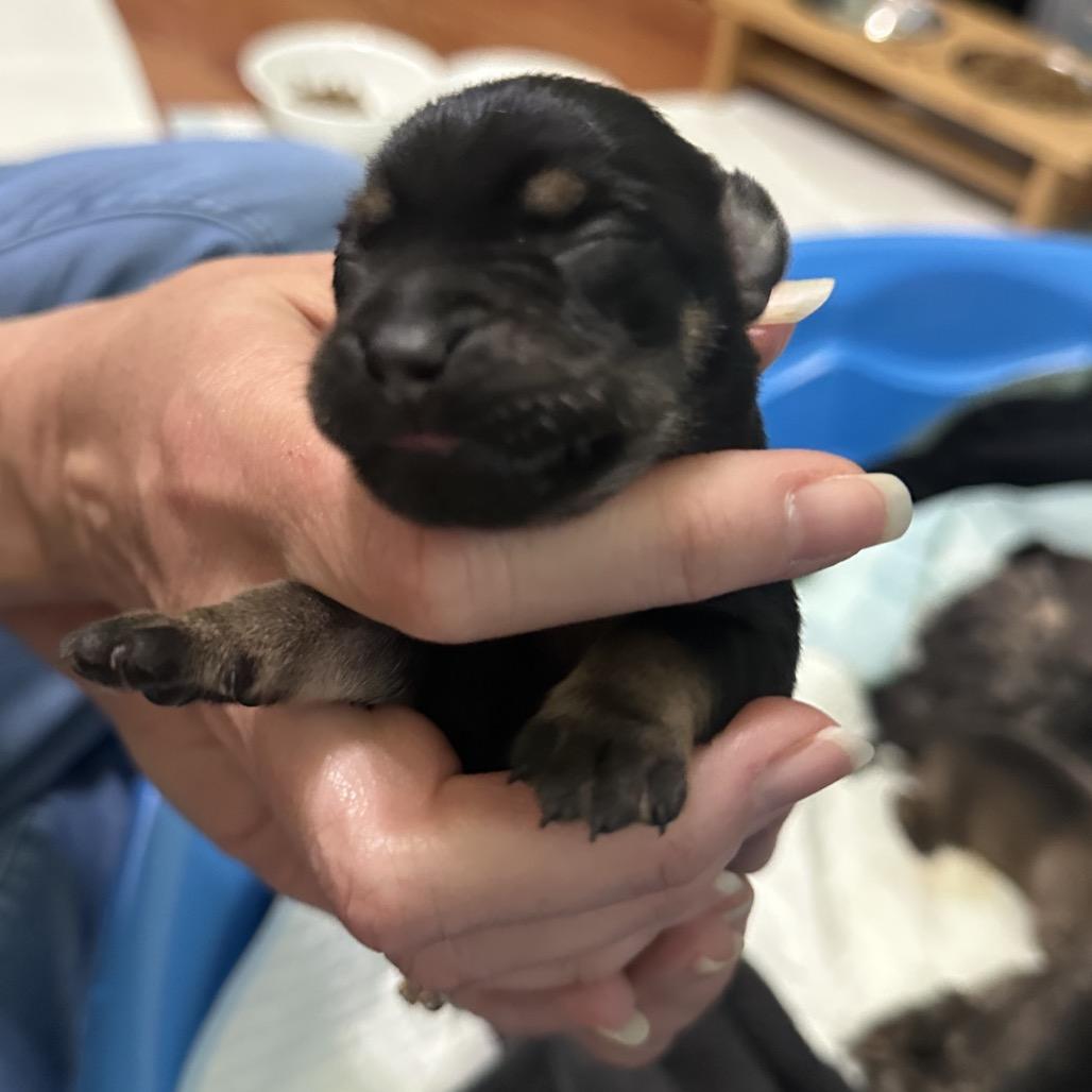 Milo #2 C-34386, a Adoptable Chihuahua in Oklahoma City, OK image 4/6