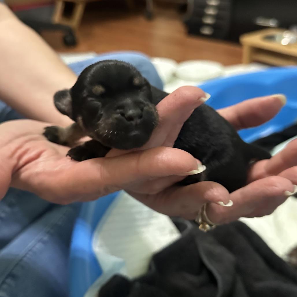 Milo #2 C-34386, a Adoptable Chihuahua in Oklahoma City, OK image 5/6