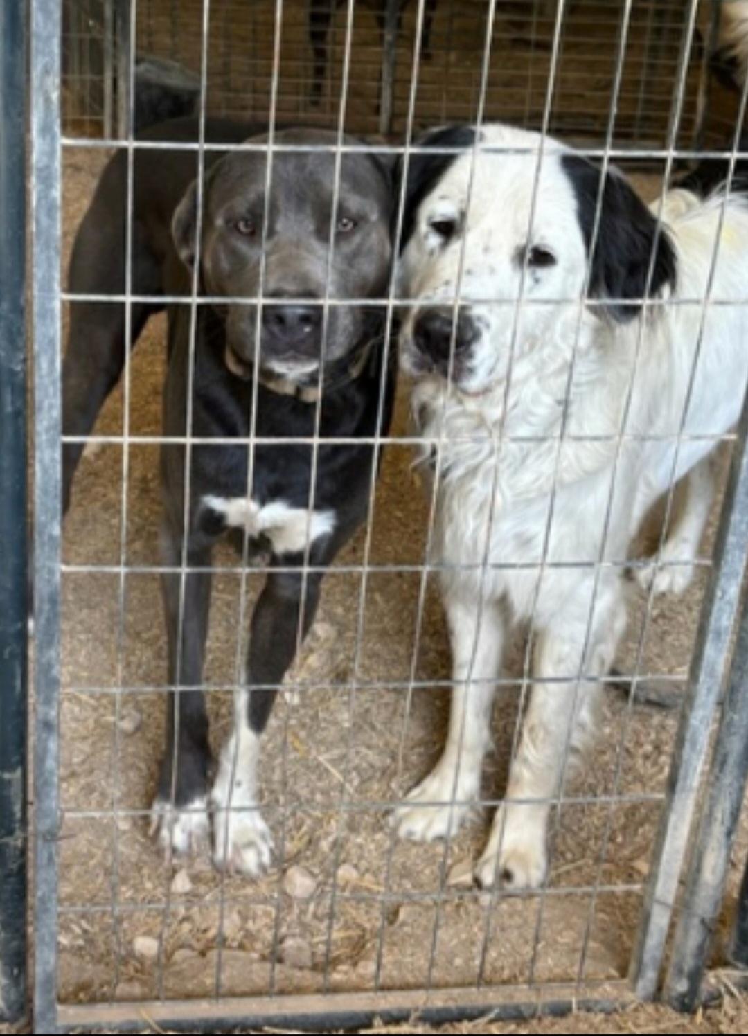 Bo (on left) photo