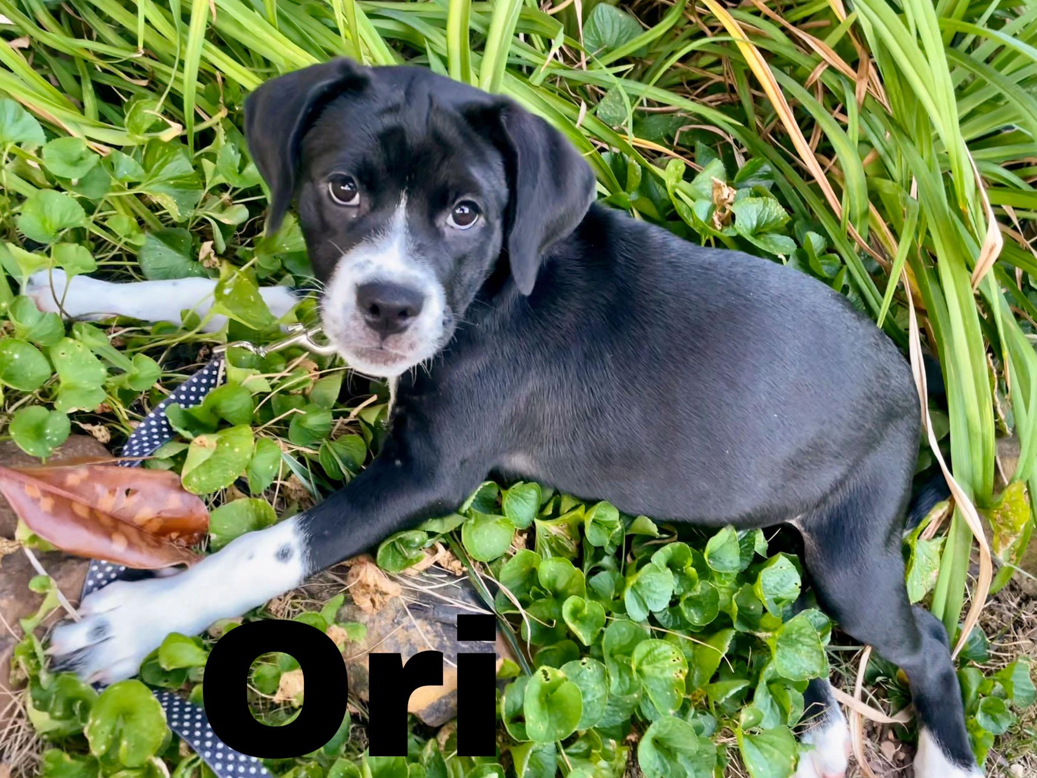 Enlarge Ori, a Adopted mixed breed in Albany, NY image 4/4