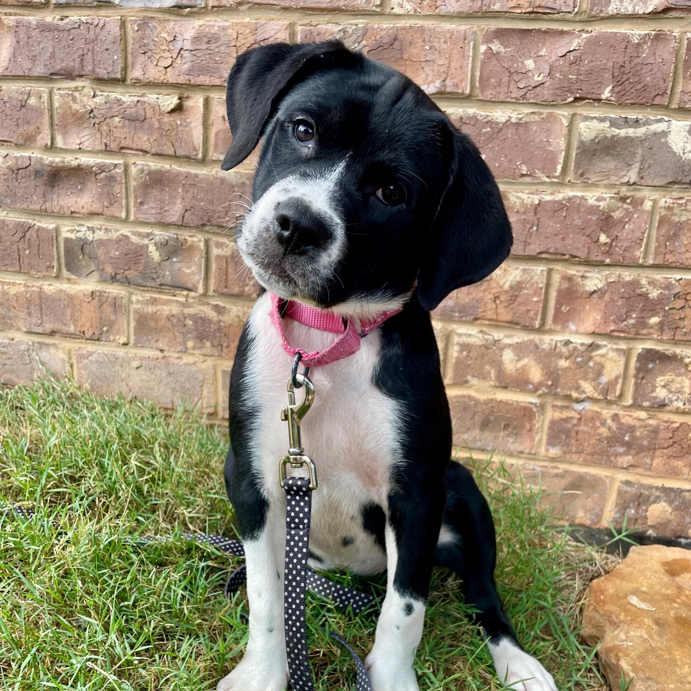 Enlarge Ori, a Adopted mixed breed in Albany, NY image 2/4