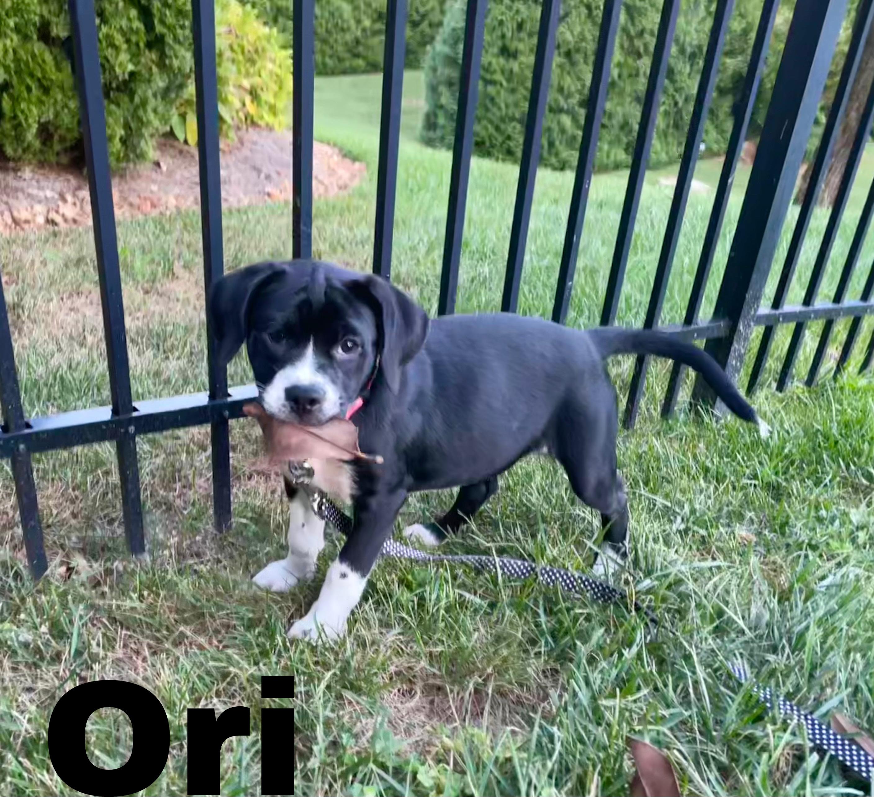 Enlarge Ori, a Adopted mixed breed in Albany, NY image 3/4