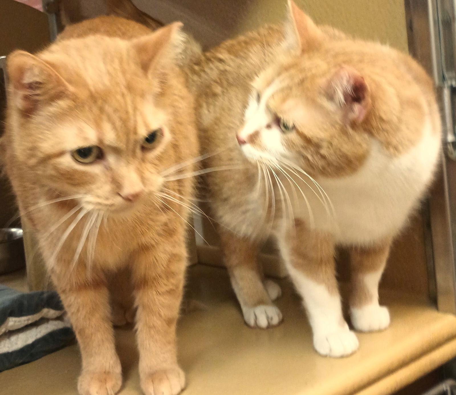 Silvie & Louise *BONDED* — thumbnail 2