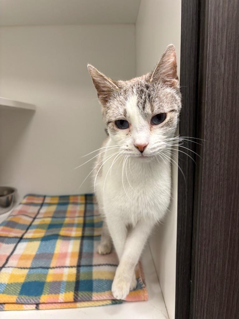 Enlarge Lil, a Adoptable Tabby in Frankfort, KY image 1/1