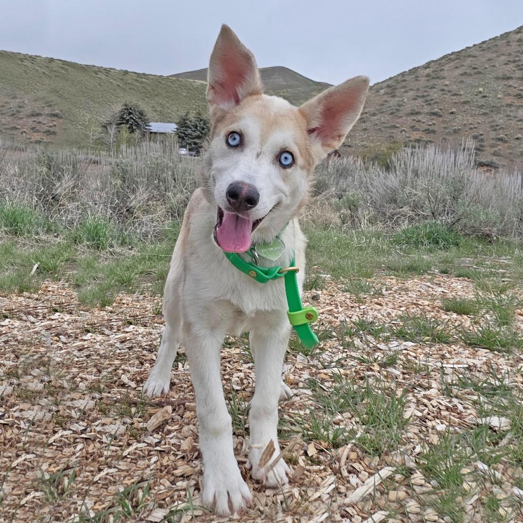 Camila, Adoptable, Puppy Female Mixed Breed.