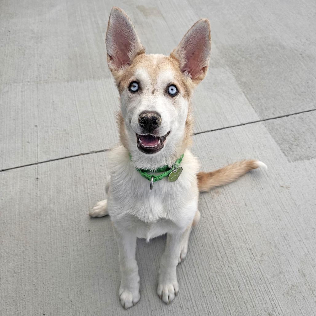 Camila, a Adoptable Mixed Breed in Hailey, ID image 2/4