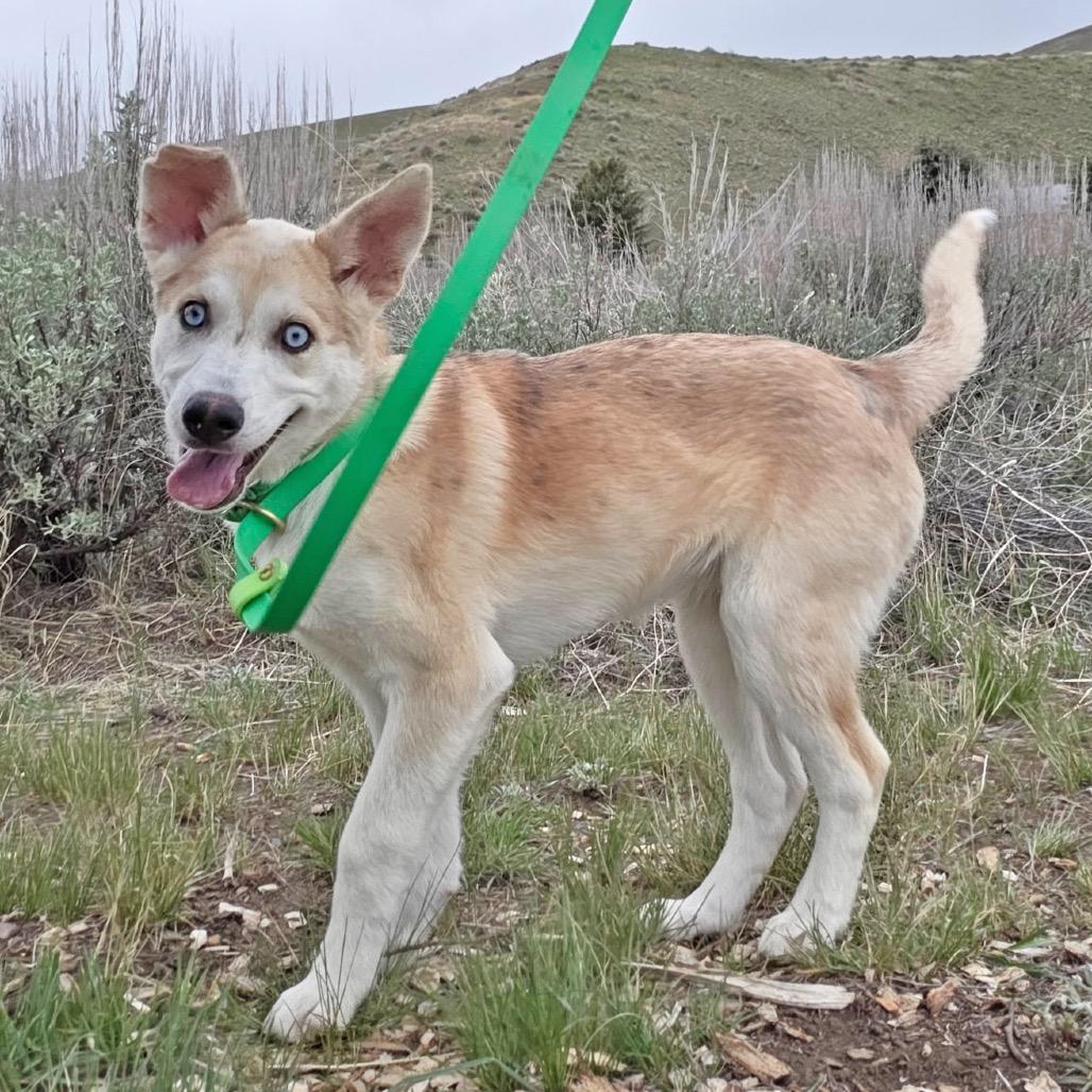 Camila, a Adoptable Mixed Breed in Hailey, ID image 2/3
