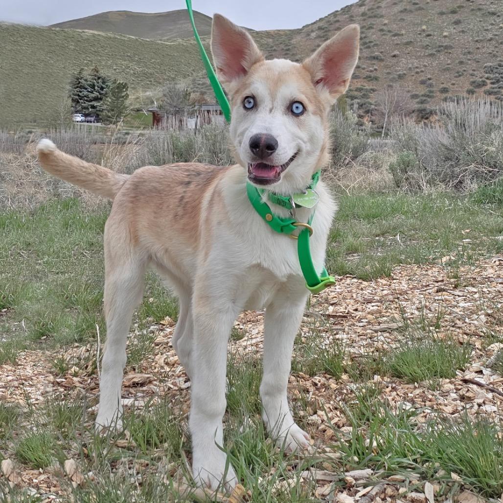 Camila, a Adoptable Mixed Breed in Hailey, ID image 3/3