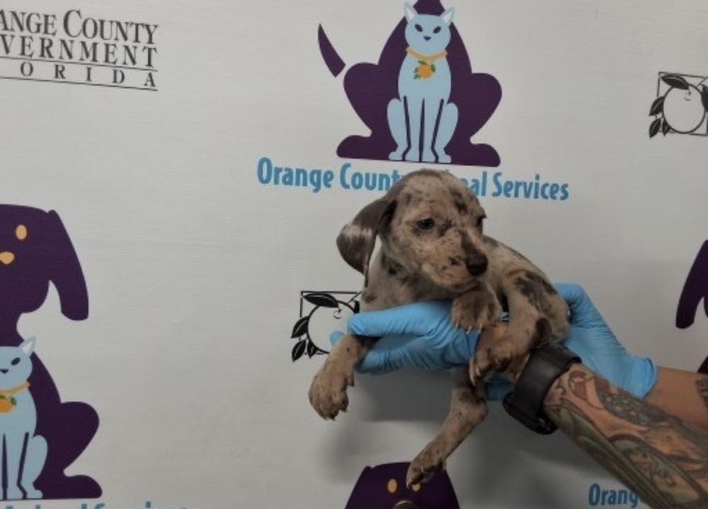 Smurf, a Adoptable mixed breed in Orlando, FL image 1/3