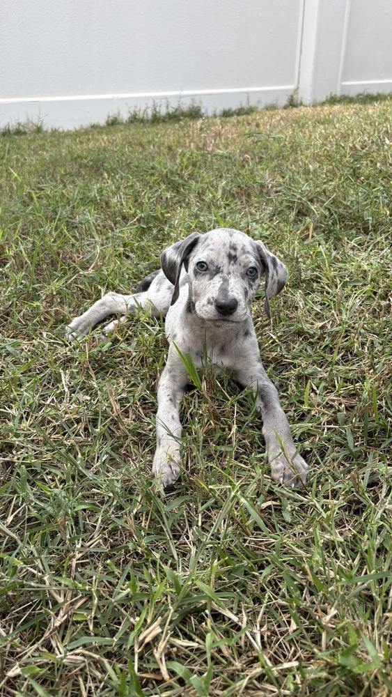 Smurf, a Adoptable mixed breed in Orlando, FL image 2/3