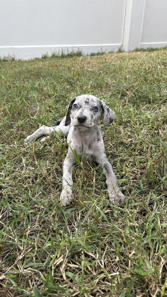 Smurf, a Adoptable mixed breed in Orlando, FL image 3/3