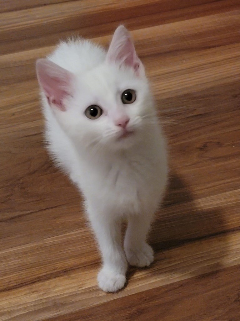 Betty White, Adopted, Kitten Female Domestic Medium Hair.