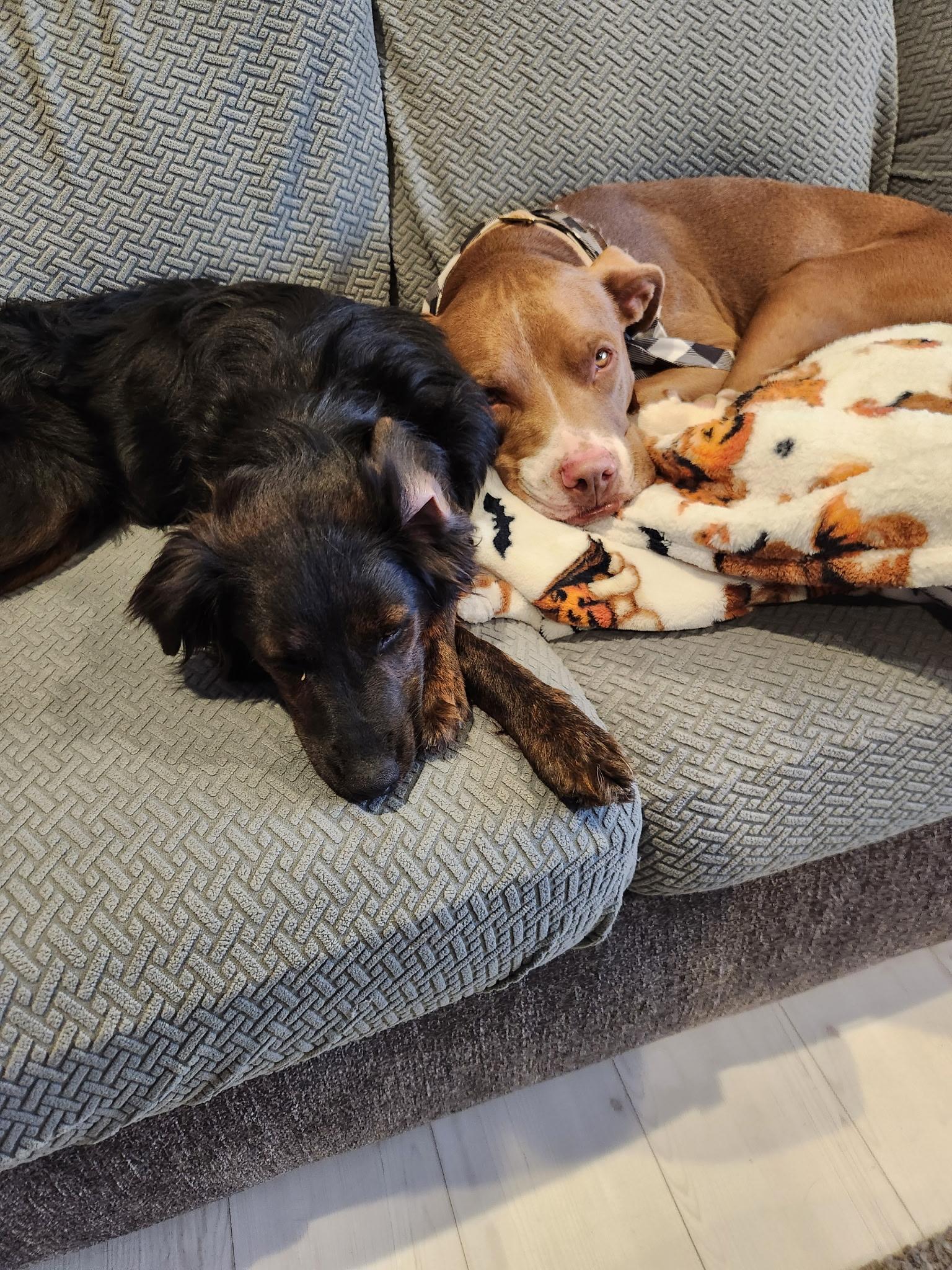 Enlarge Amy , a Adoptable mixed breed in Coronado , CA image 3/6