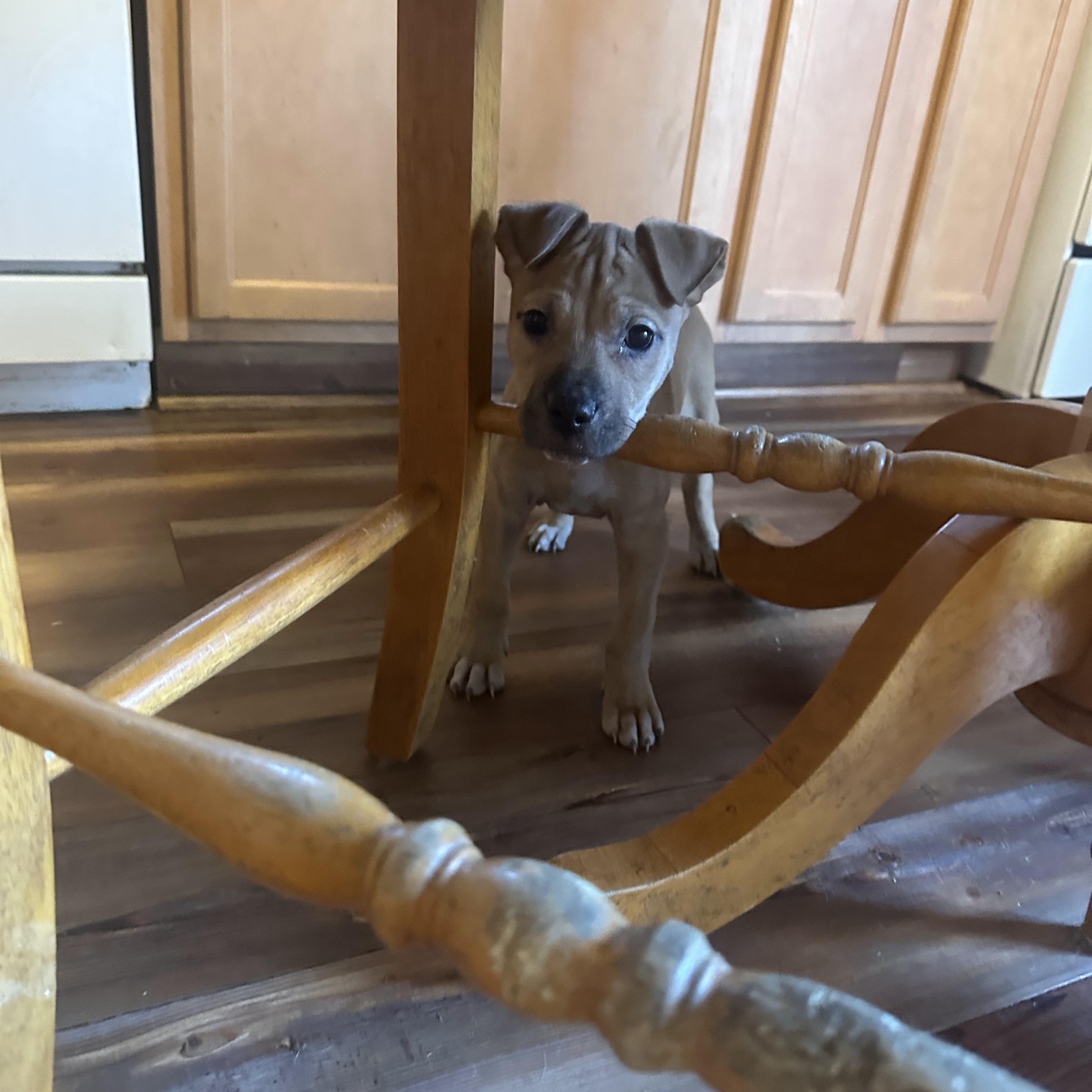 Brinkley, Adopted, Puppy Male Boxer & Bulldog.