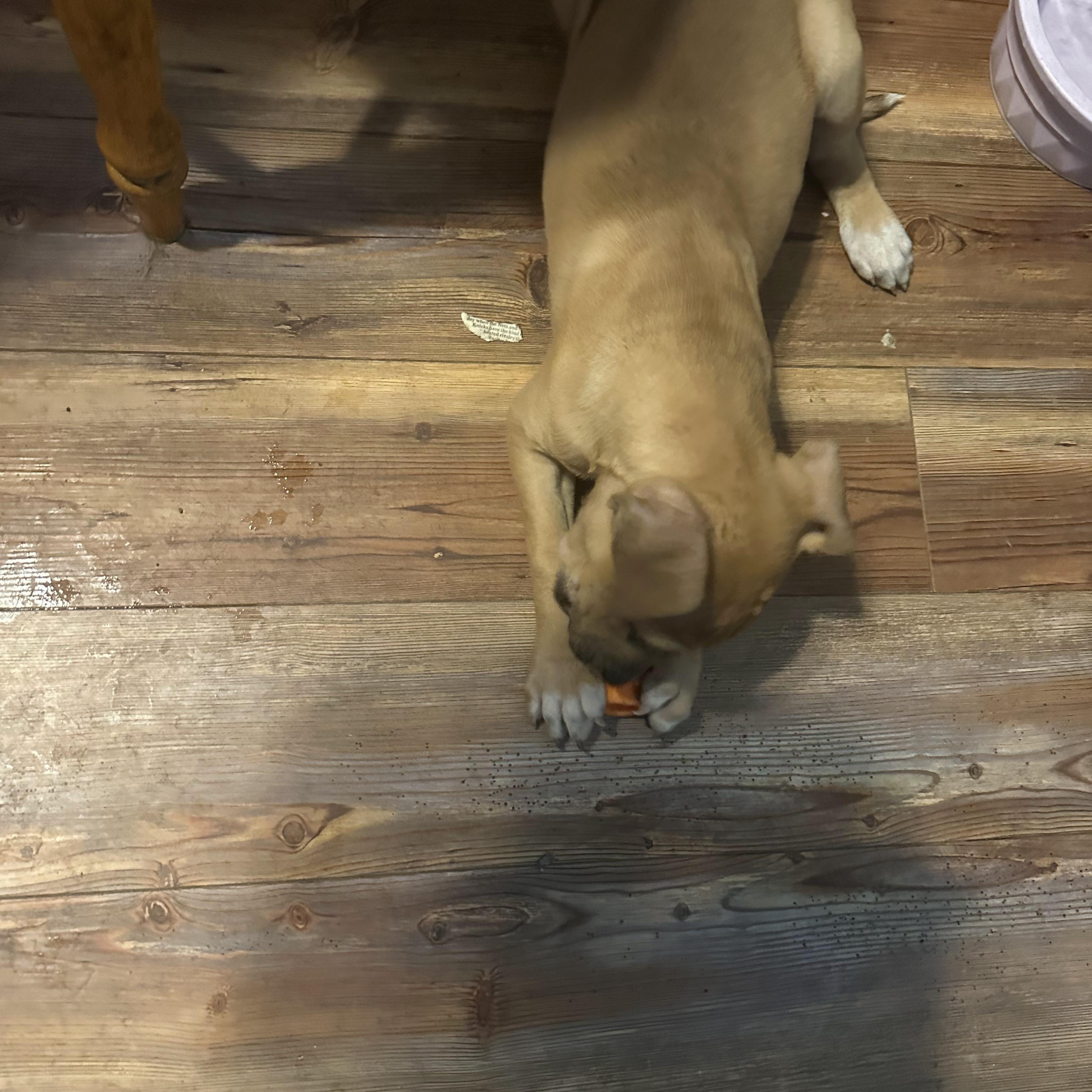 Enlarge Brinkley, a Adopted mixed breed in Haskell, NJ image 2/3