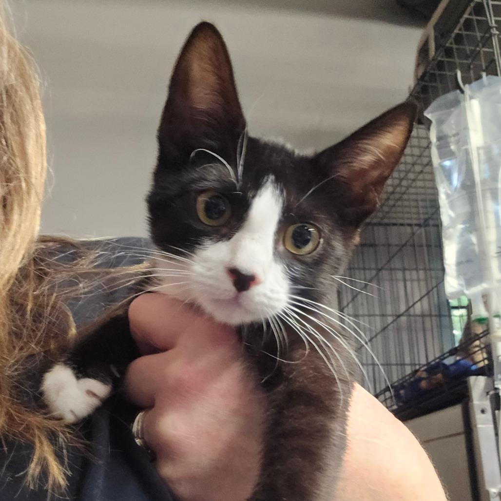 Hillary, Adoptable, Kitten Female Domestic Short Hair.