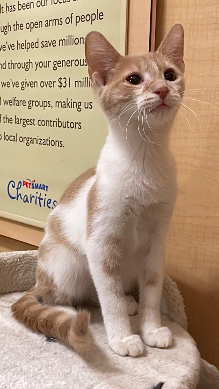 Caruso, a Adoptable Domestic Short Hair in Barrington Hills, IL image 2/3