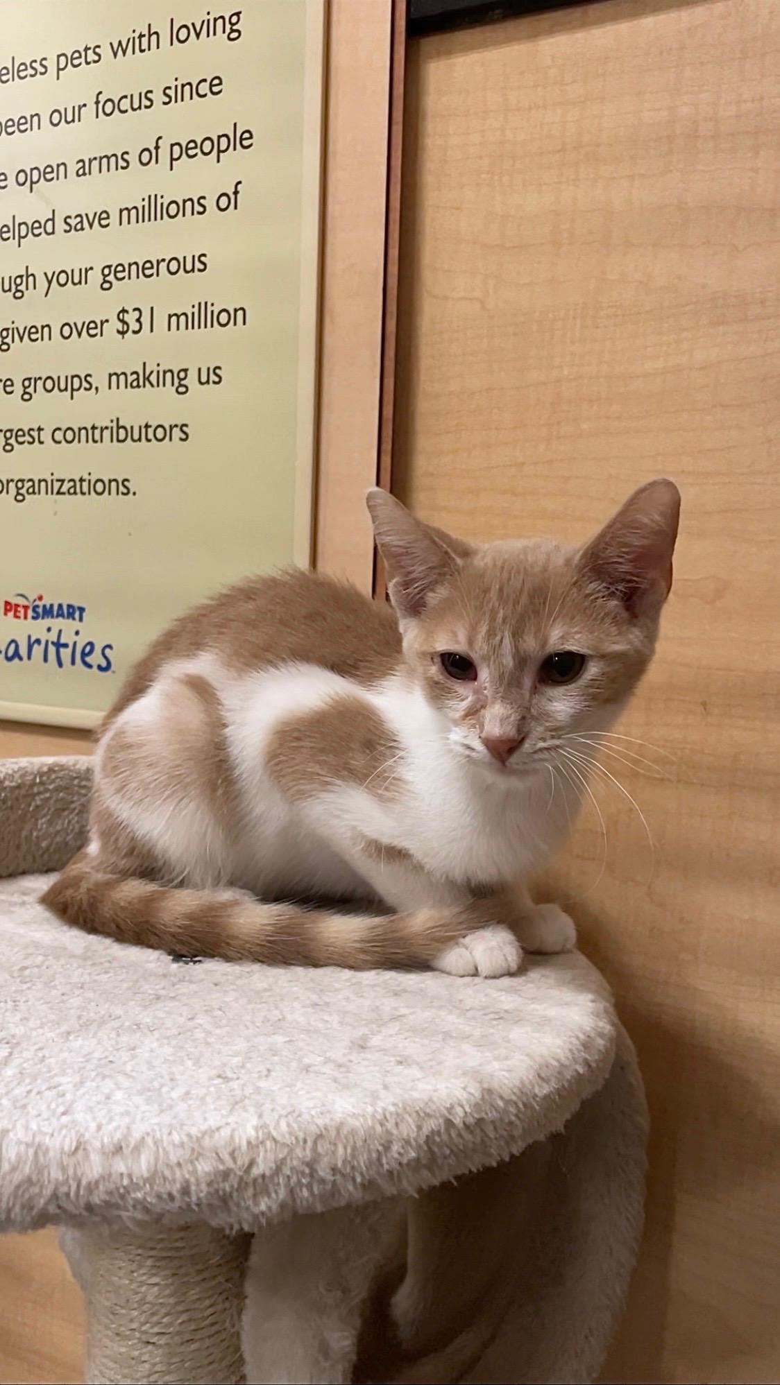 Caruso, a Adoptable Domestic Short Hair in Barrington Hills, IL image 3/3