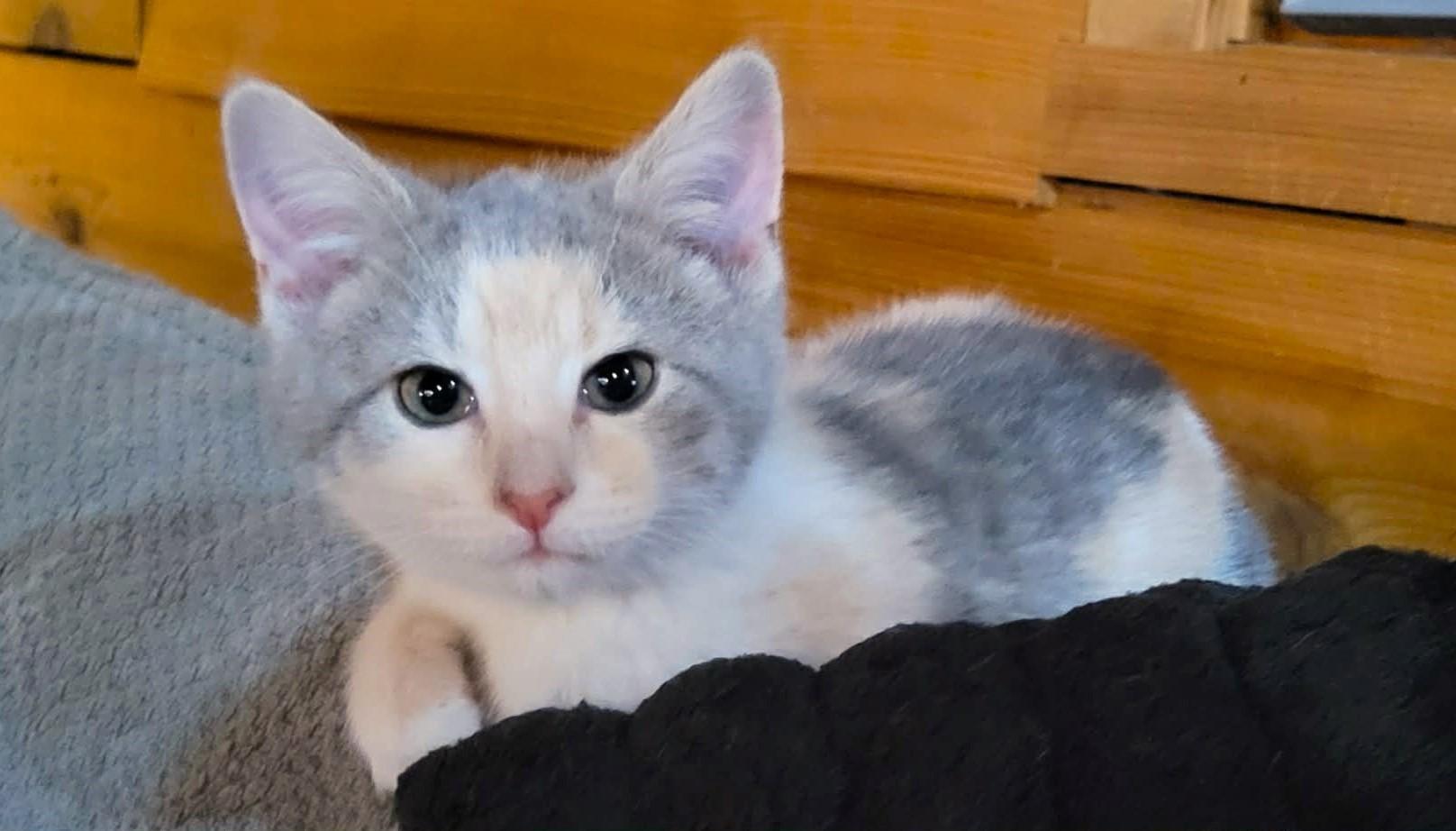 Enlarge Rosalita, an adopted mixed breed in Greensburg, PA image 2/5