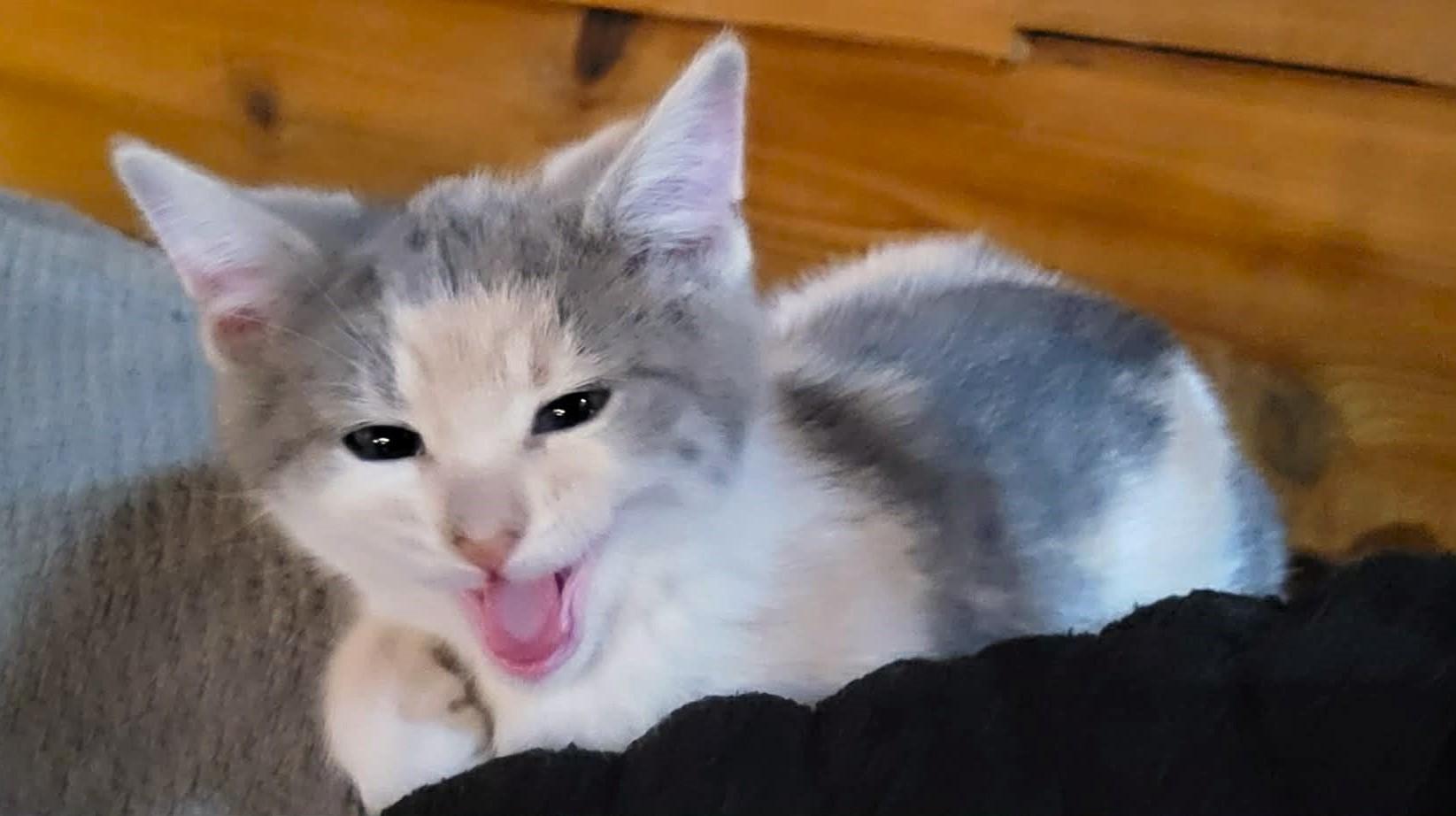 Enlarge Rosalita, an adopted mixed breed in Greensburg, PA image 4/5