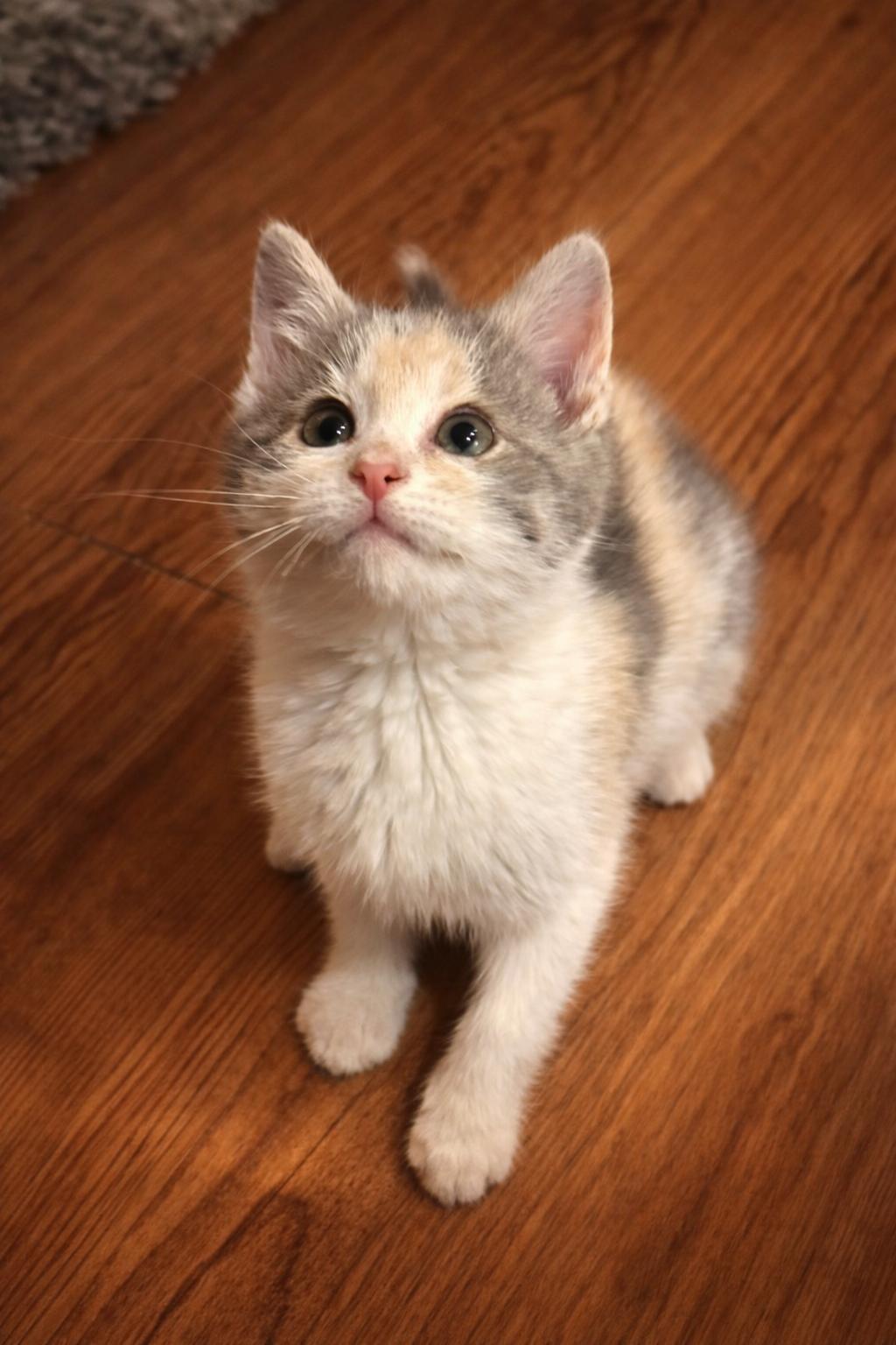 Rosalita, adopted, Kitten Female Dilute Calico & Domestic Short Hair.