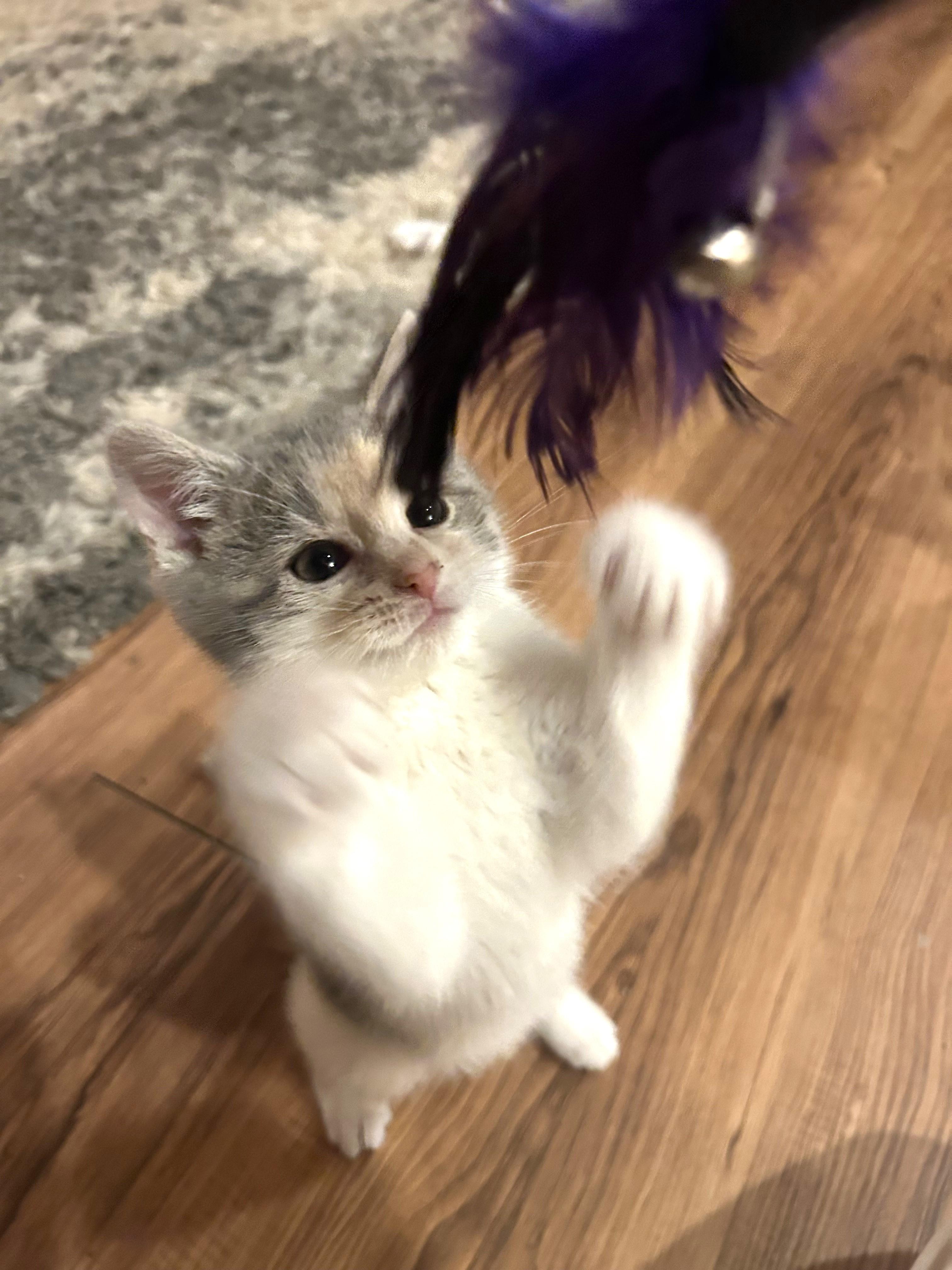 Enlarge Rosalita, an adopted mixed breed in Greensburg, PA image 3/5