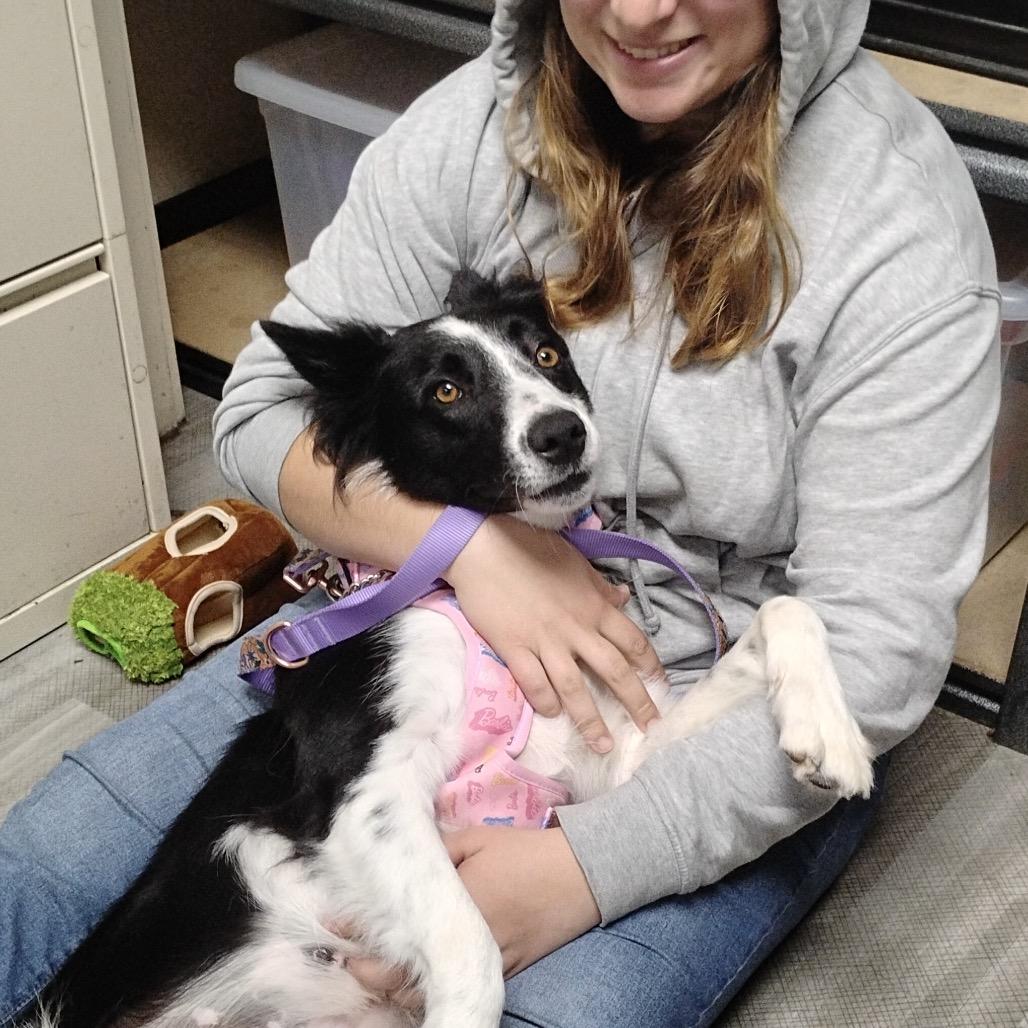 Enlarge Piper - ECAS, a Adoptable mixed breed in Pleasanton, CA image 1/6