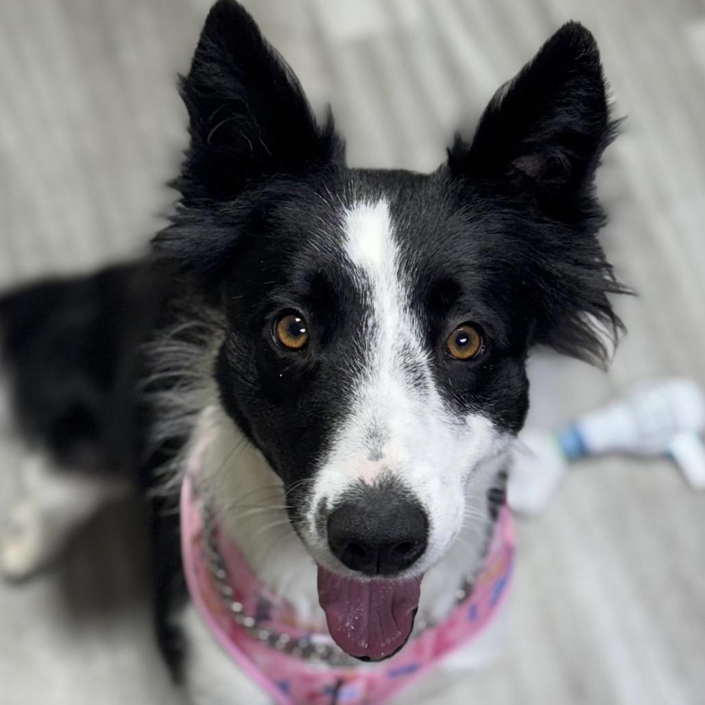 Enlarge Piper - ECAS, a Adoptable mixed breed in Pleasanton, CA image 2/6