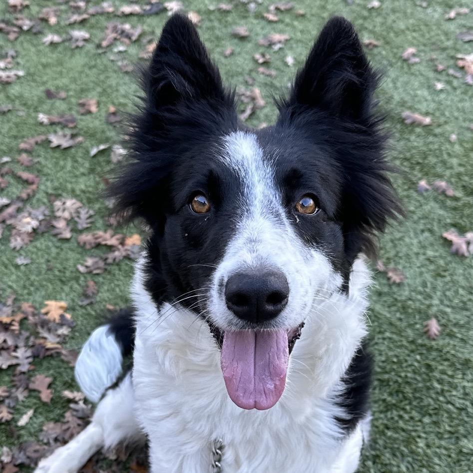 Enlarge Piper - ECAS, a Adoptable mixed breed in Pleasanton, CA image 3/6