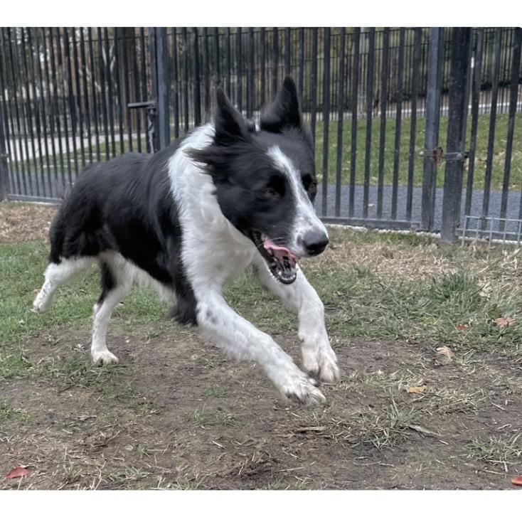 Enlarge Piper - ECAS, a Adoptable mixed breed in Pleasanton, CA image 4/6