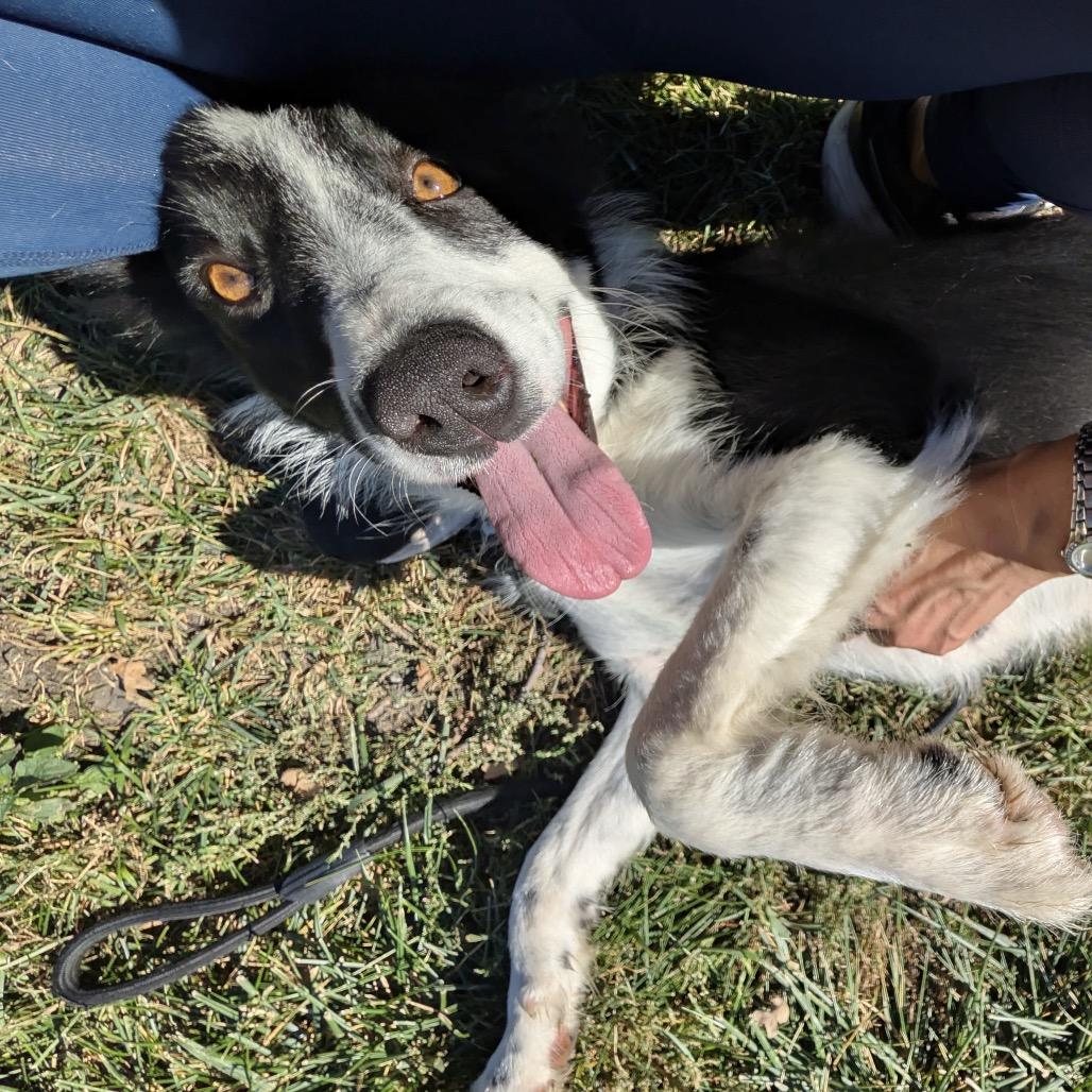 Enlarge Piper - ECAS, a Adoptable mixed breed in Pleasanton, CA image 5/6