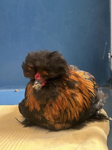 Presley, Adoptable, Adult Male Chicken.