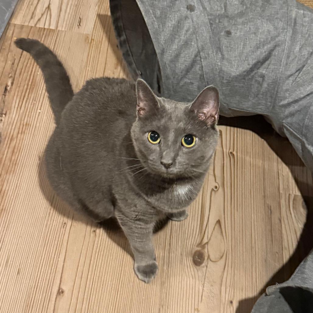Fender, Adoptable, Adult Male Domestic Short Hair.