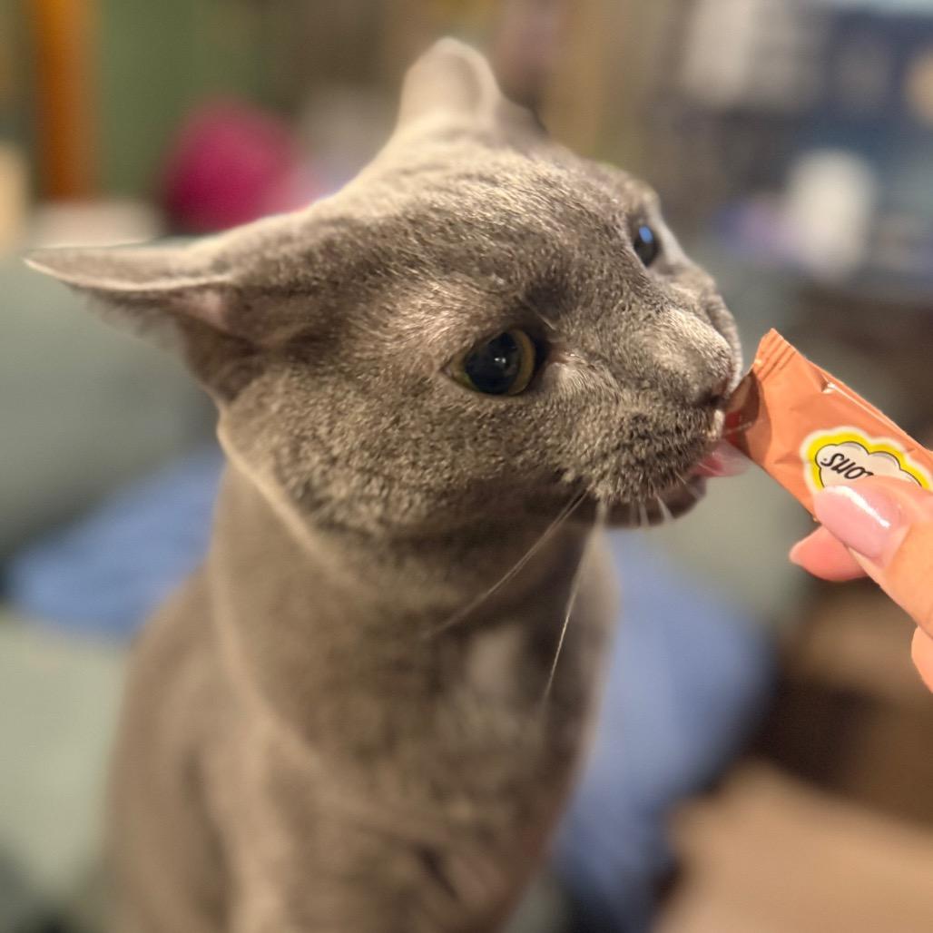 Enlarge Fender, a Adoptable Domestic Short Hair in Jarrettsville, MD image 2/6