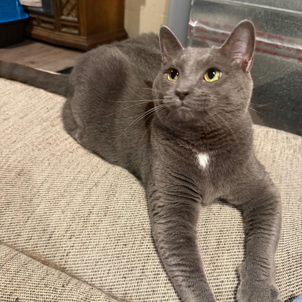Enlarge Fender, a Adoptable Domestic Short Hair in Jarrettsville, MD image 3/6