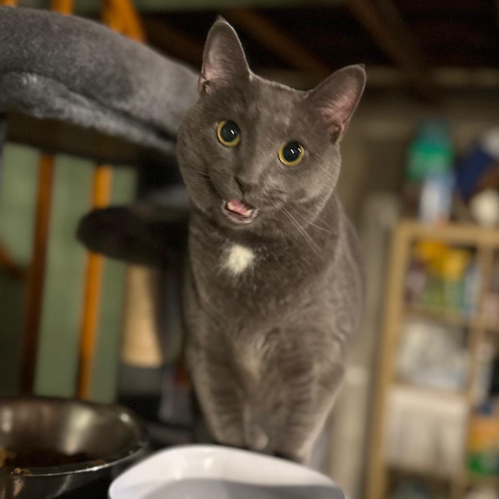 Enlarge Fender, a Adoptable Domestic Short Hair in Jarrettsville, MD image 4/6
