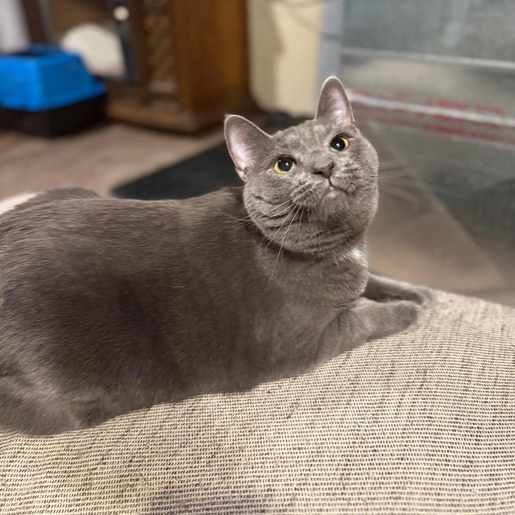 Enlarge Fender, a Adoptable Domestic Short Hair in Jarrettsville, MD image 5/6