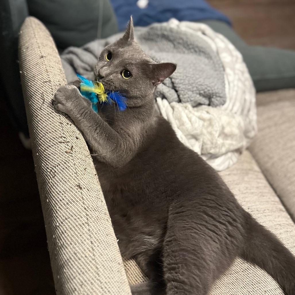 Enlarge Fender, a Adoptable Domestic Short Hair in Jarrettsville, MD image 6/6
