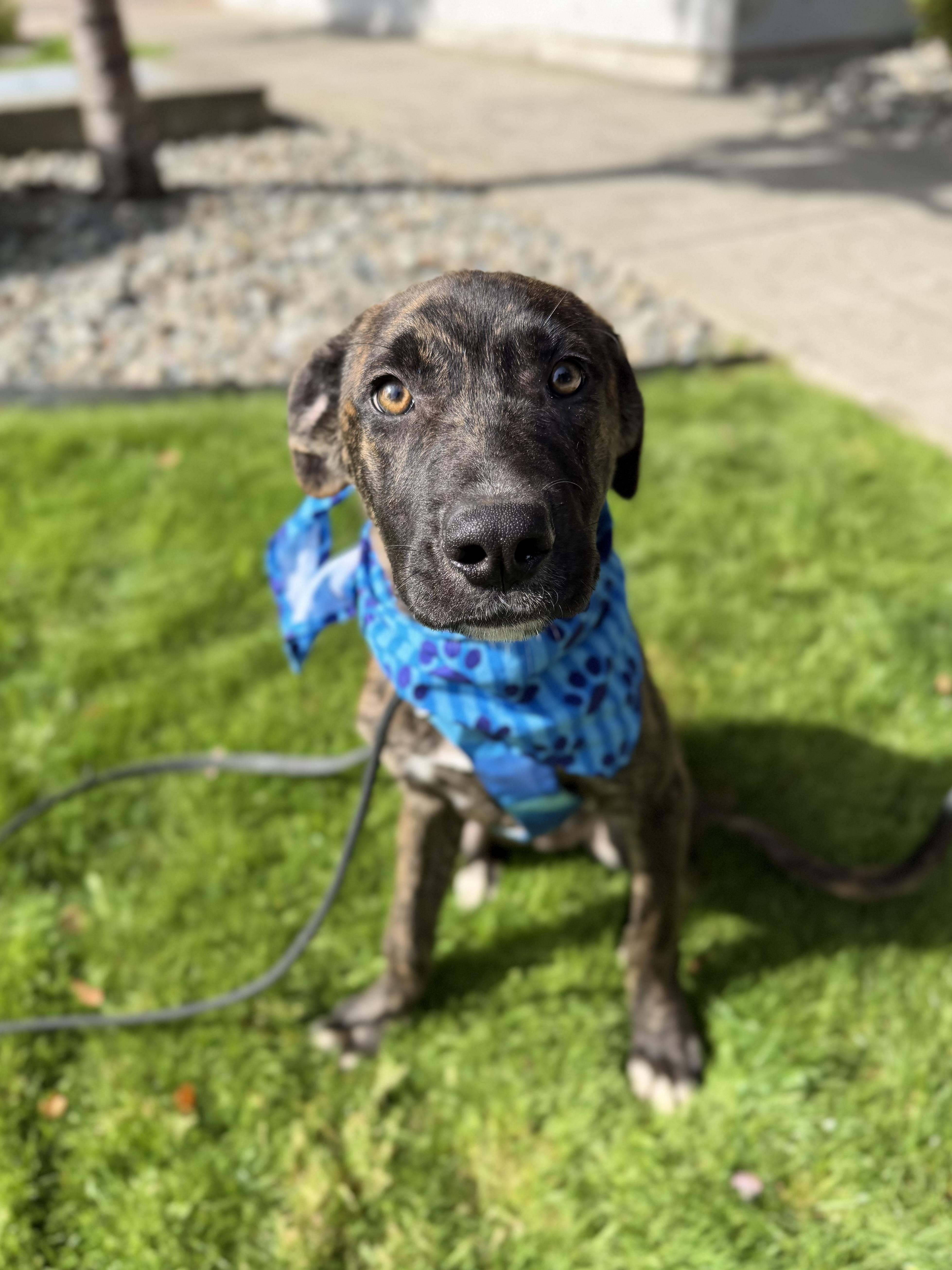 Enlarge Tycho, a Adoptable mixed breed in lynnwood , WA image 2/6
