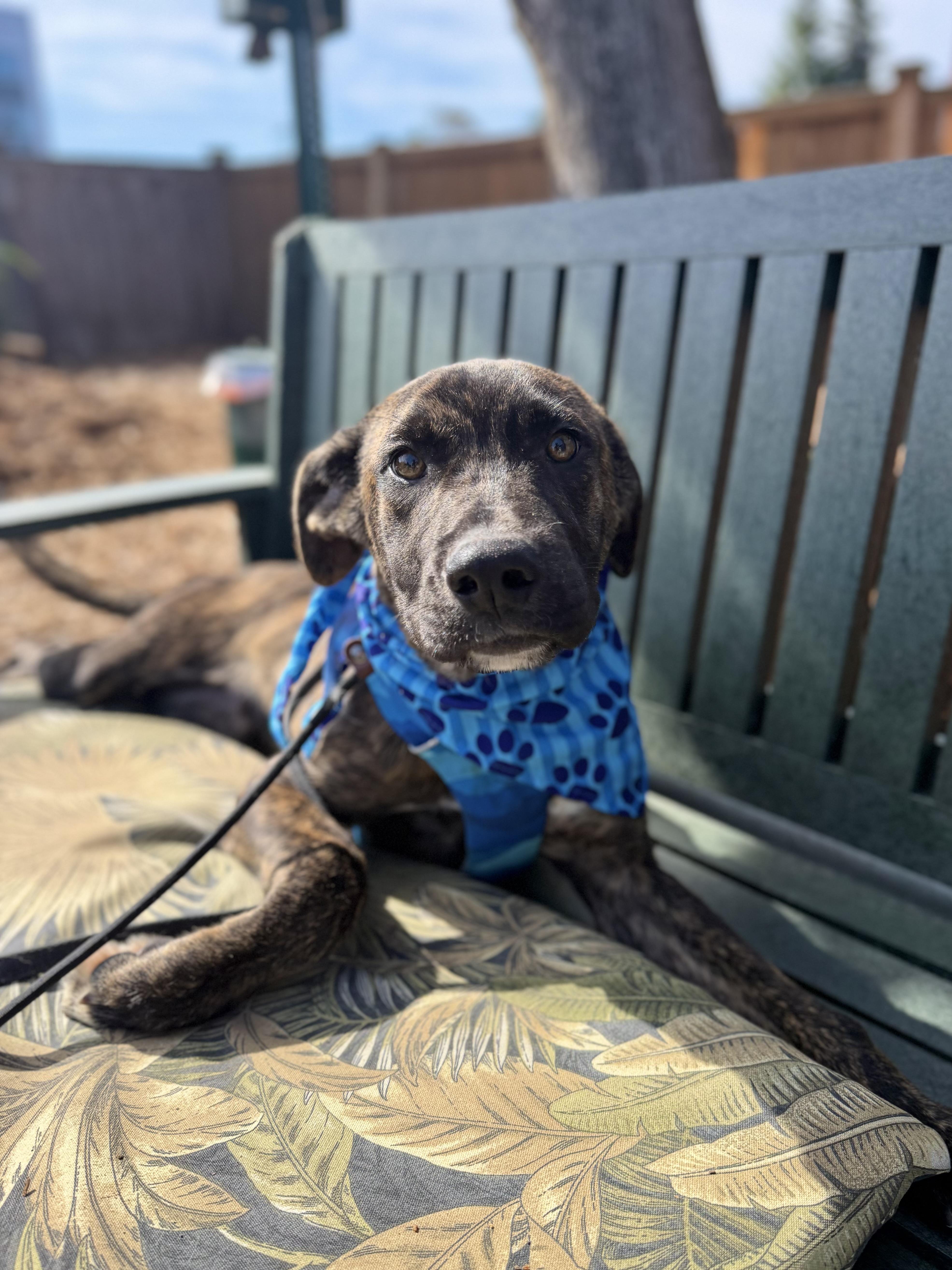 Enlarge Tycho, a Adoptable mixed breed in lynnwood , WA image 3/6