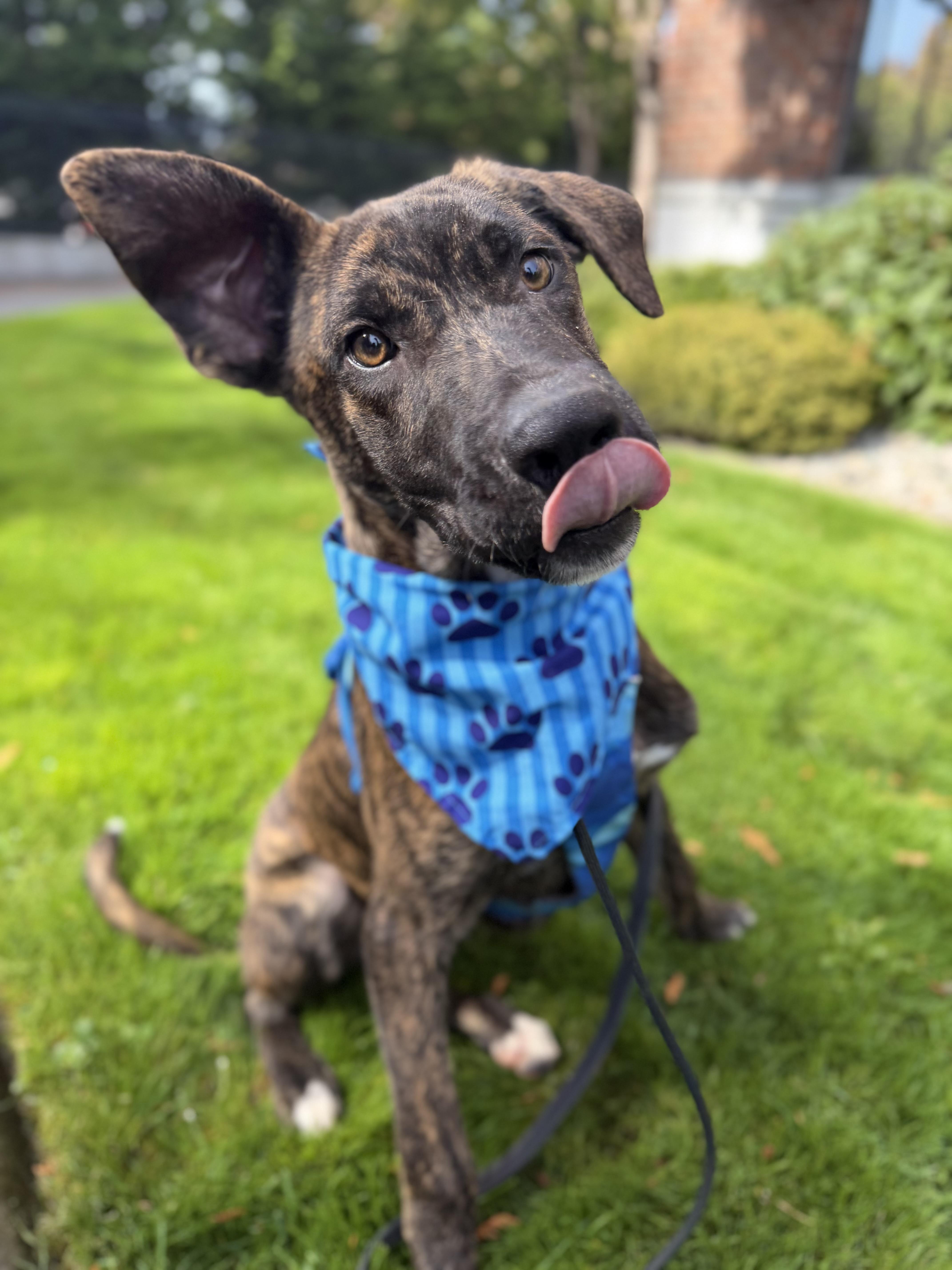 Enlarge Tycho, a Adoptable mixed breed in lynnwood , WA image 6/6