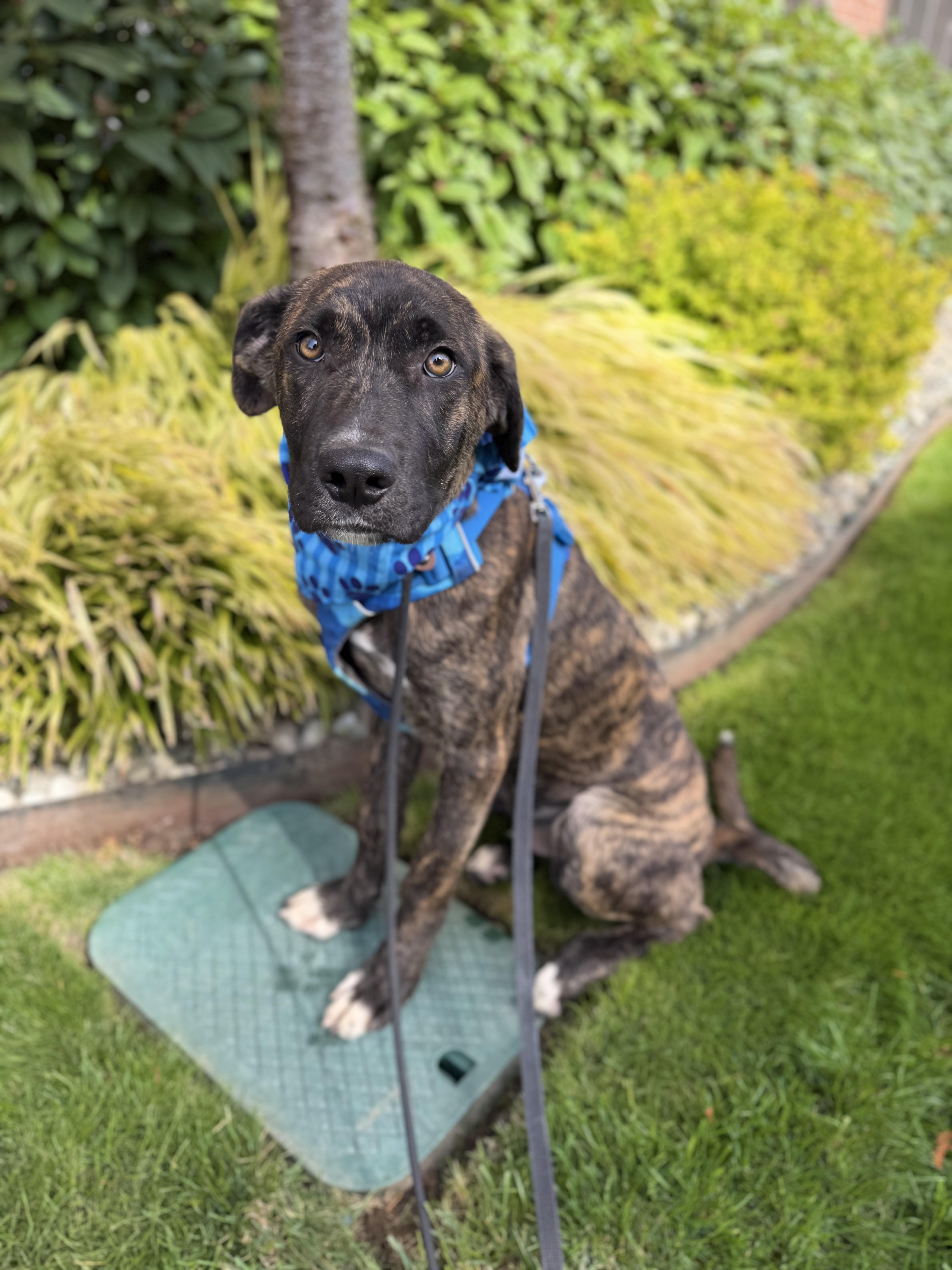 Enlarge Tycho, a Adoptable mixed breed in lynnwood , WA image 4/6