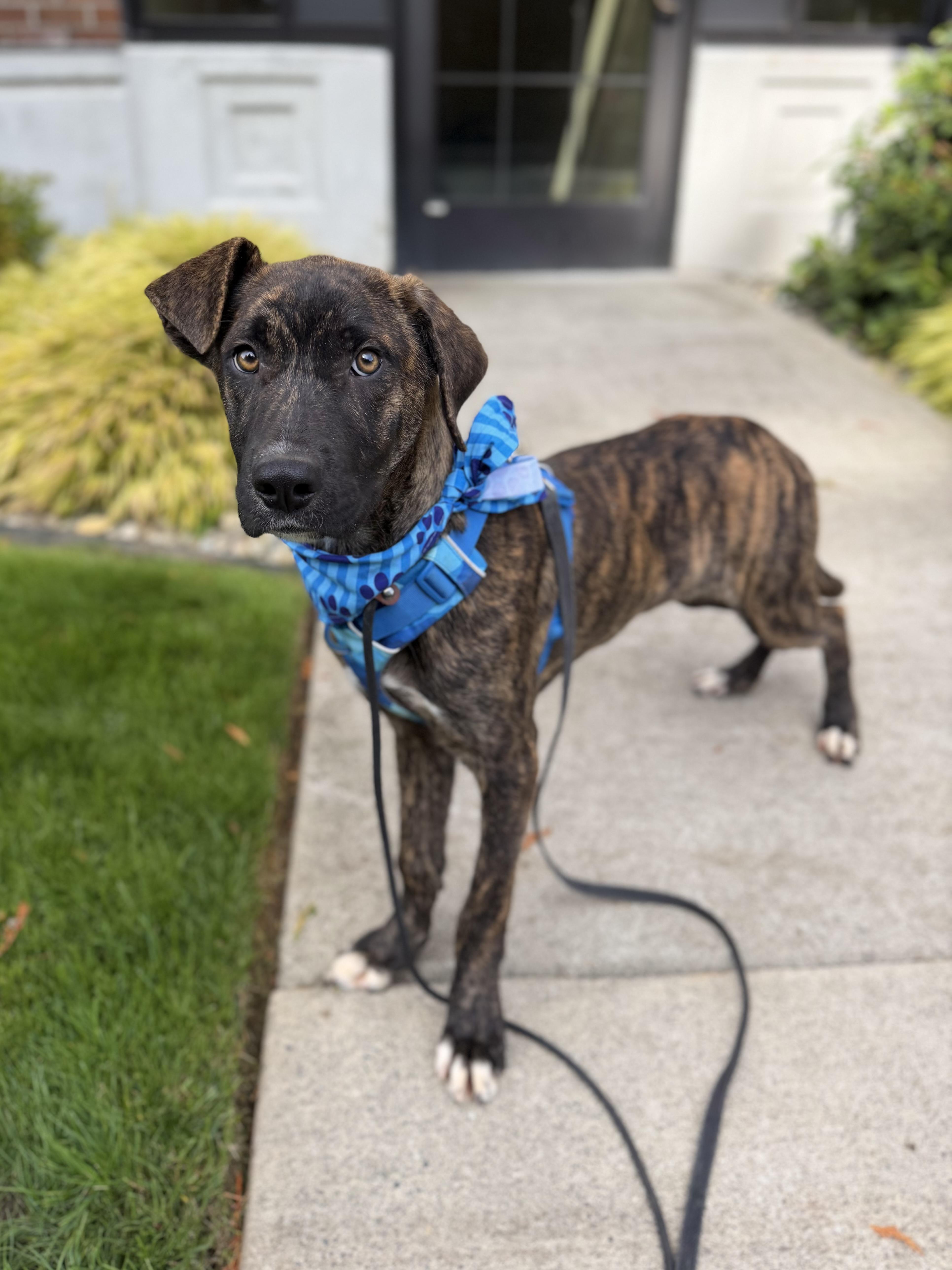 Enlarge Tycho, a Adoptable mixed breed in lynnwood , WA image 5/6