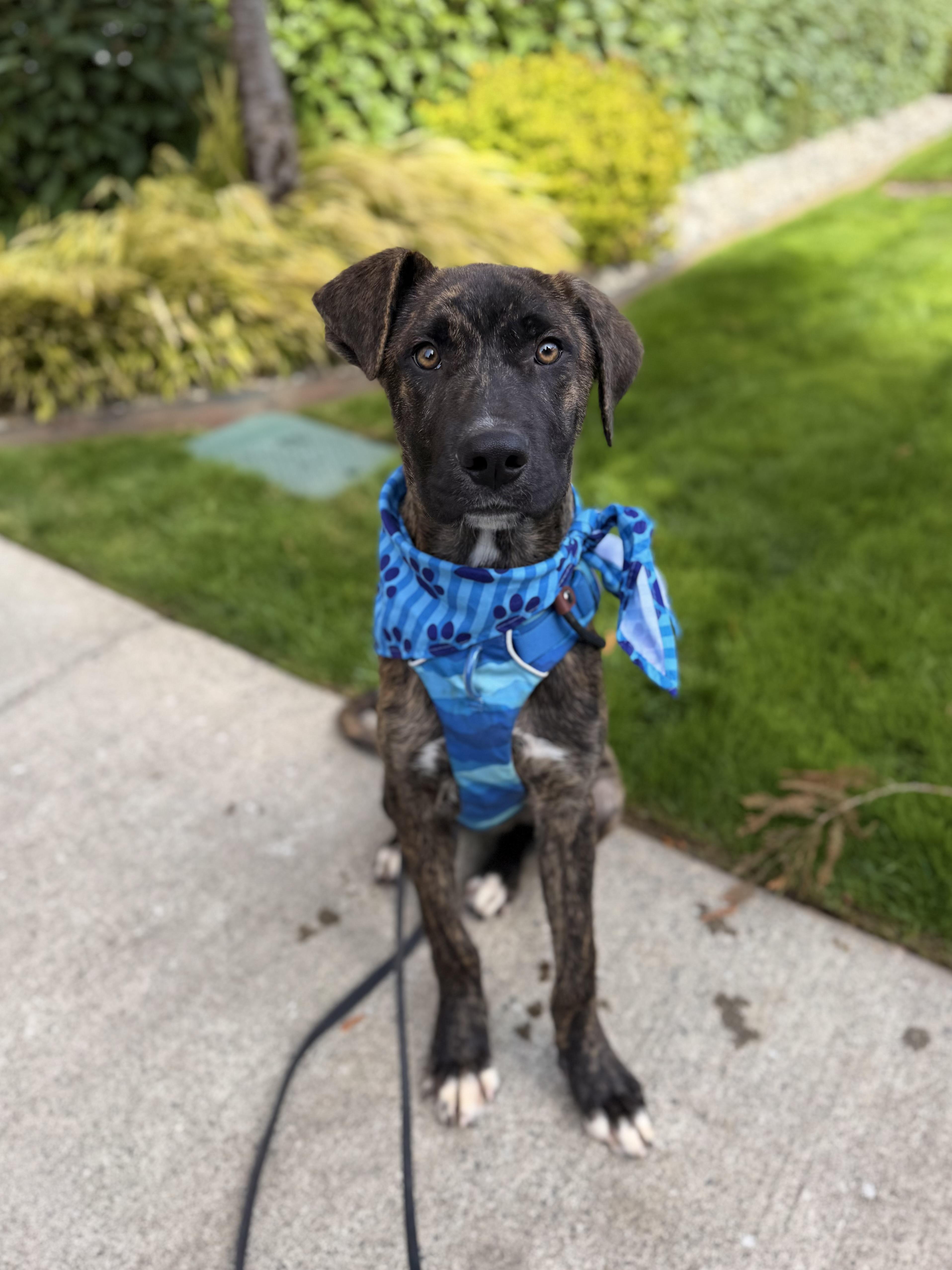 Enlarge Tycho, a Adoptable mixed breed in lynnwood , WA image 1/6