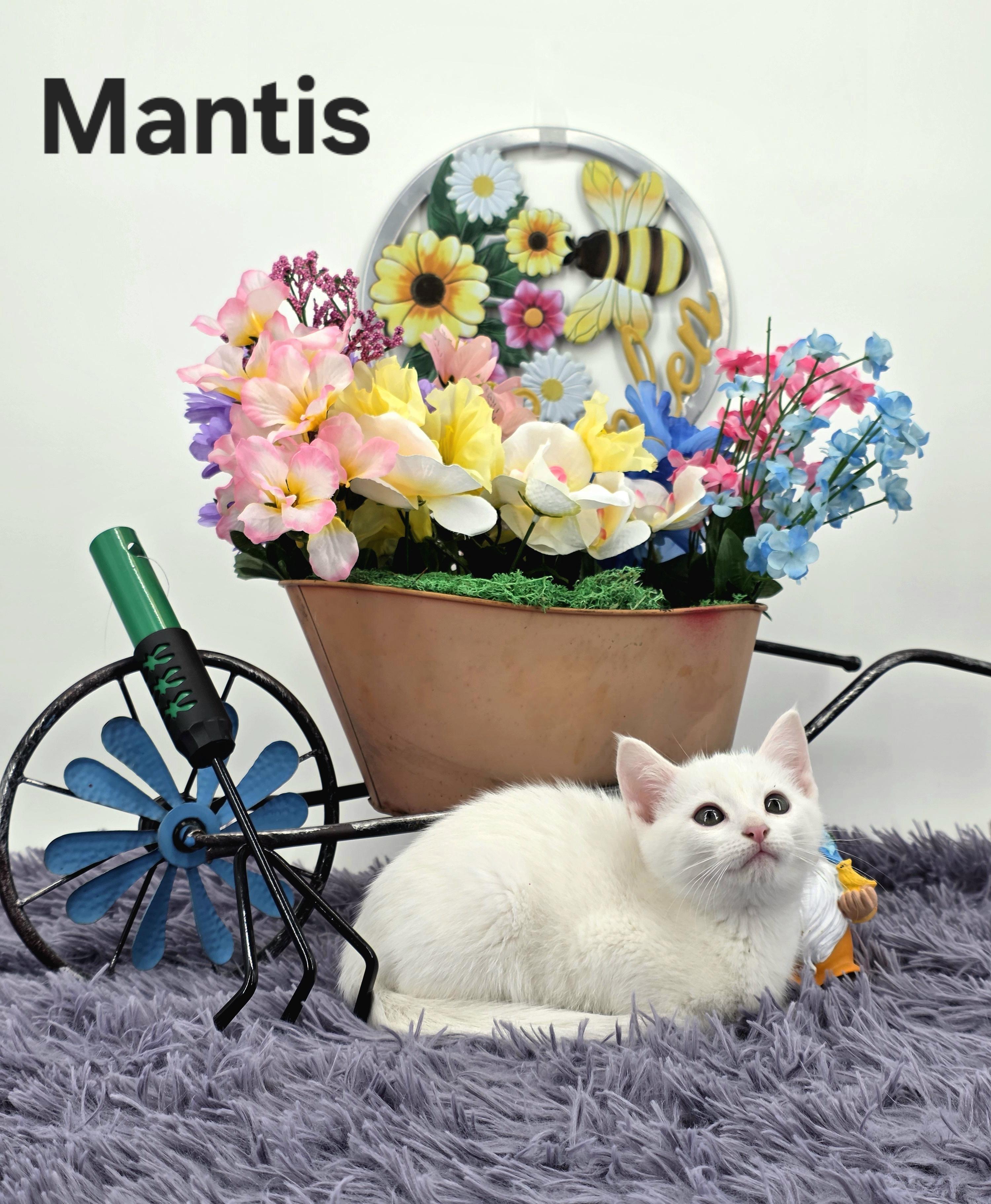 Mantis, a Adoptable Domestic Medium Hair in Knoxville, TN image 6/6