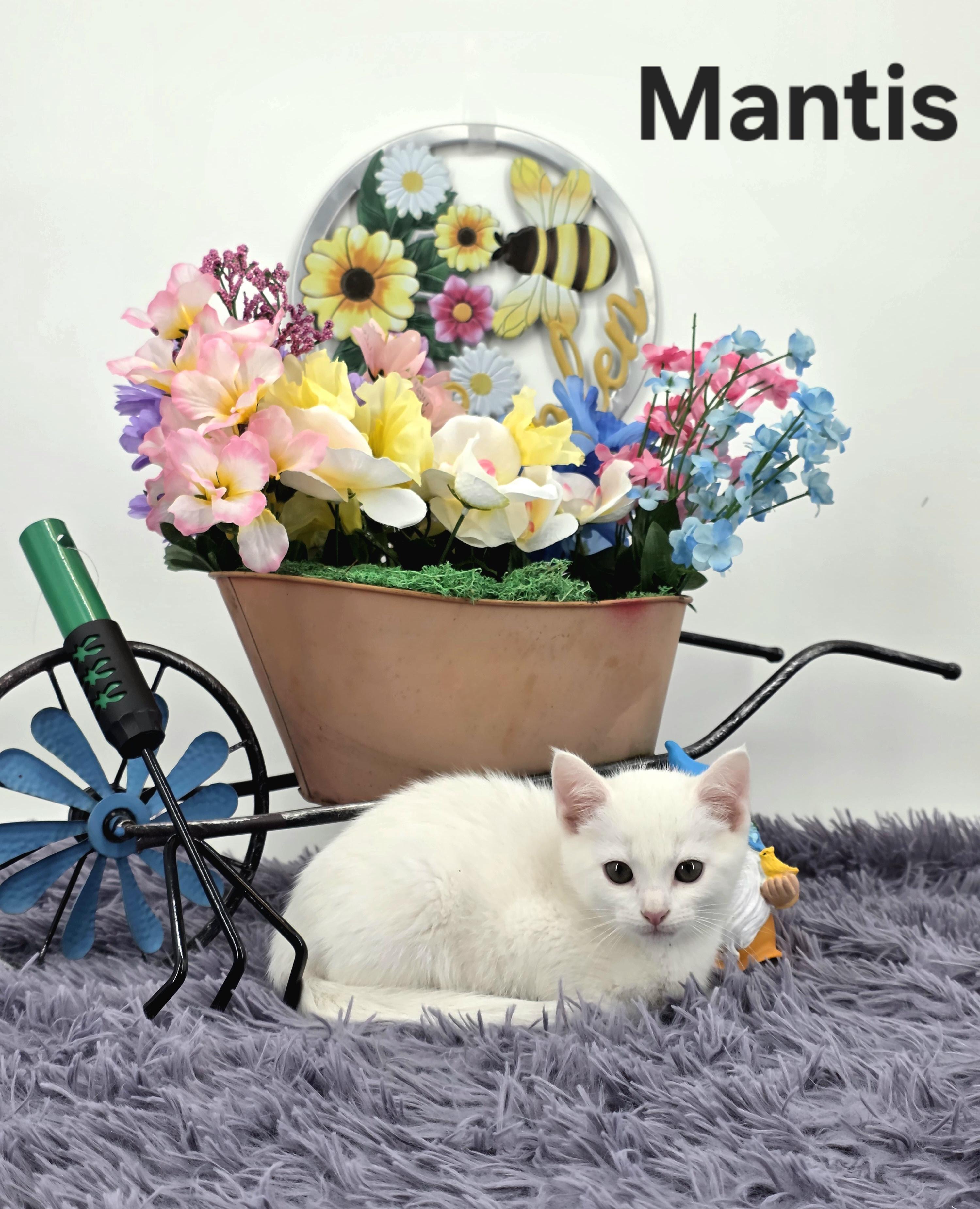 Mantis, a Adoptable Domestic Medium Hair in Knoxville, TN image 4/6