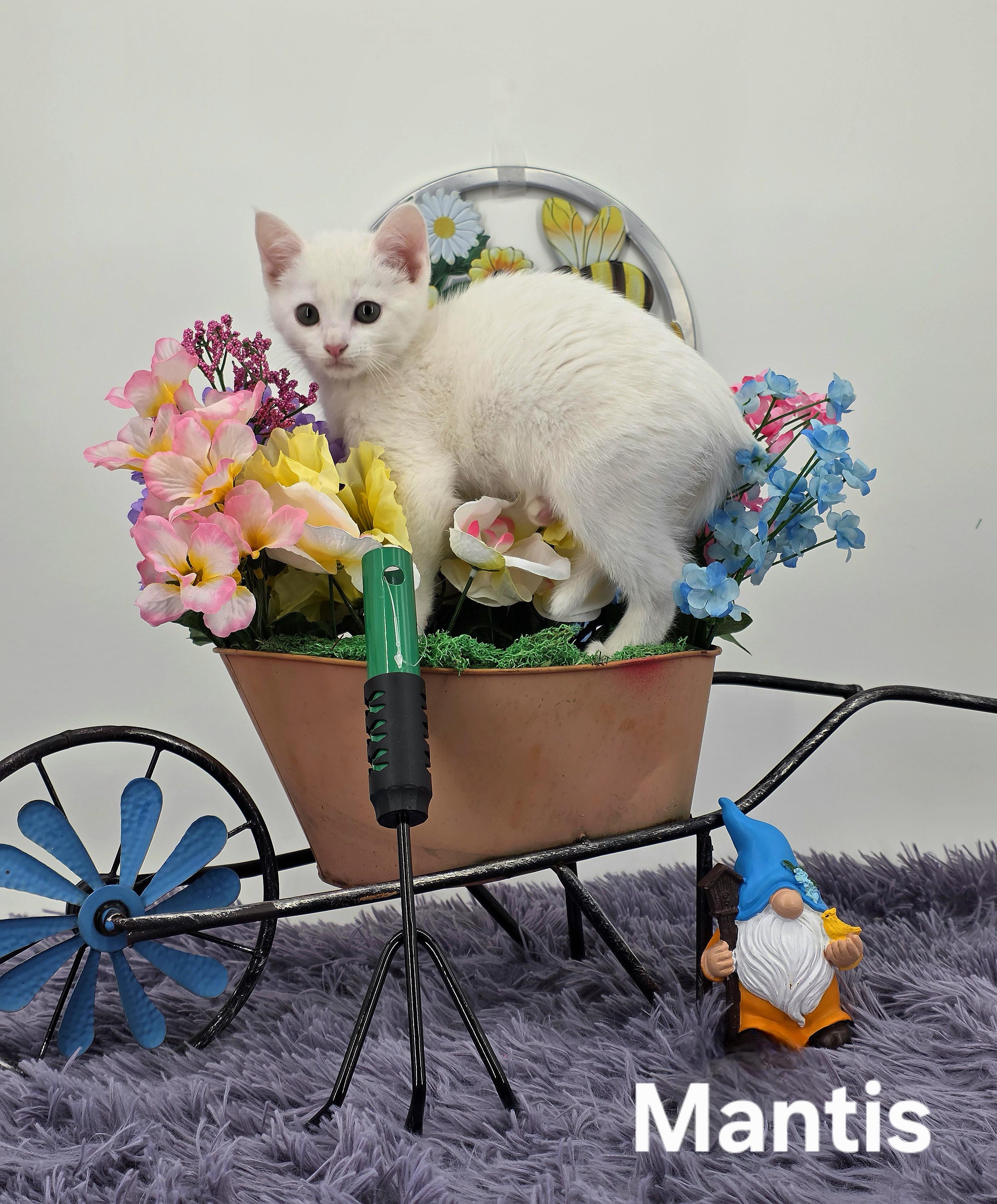 Mantis, a Adoptable Domestic Medium Hair in Knoxville, TN image 2/6