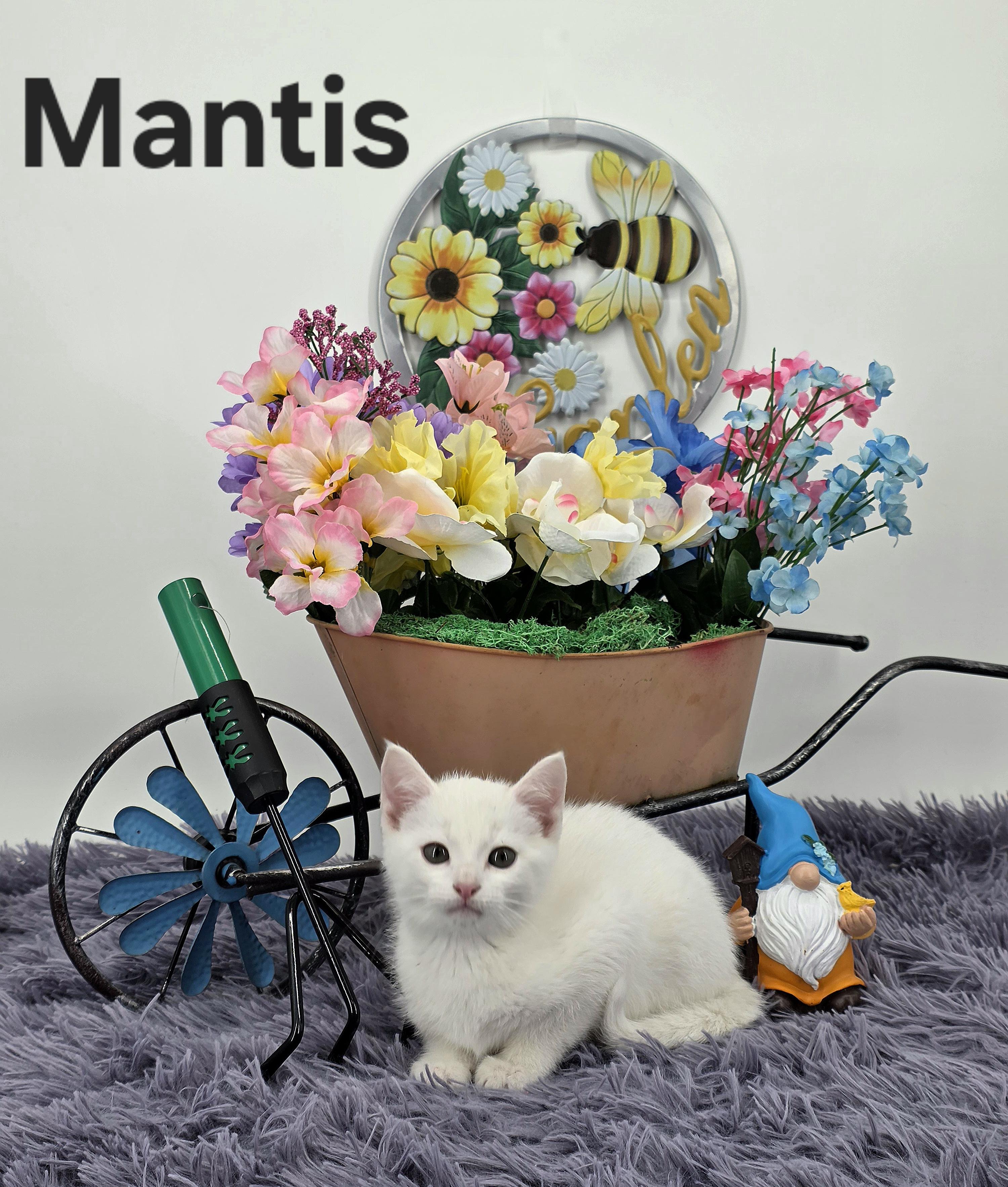 Mantis, a Adoptable Domestic Medium Hair in Knoxville, TN image 5/6