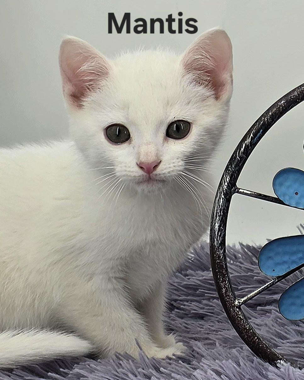 Mantis, a Adoptable Domestic Medium Hair in Knoxville, TN image 1/6
