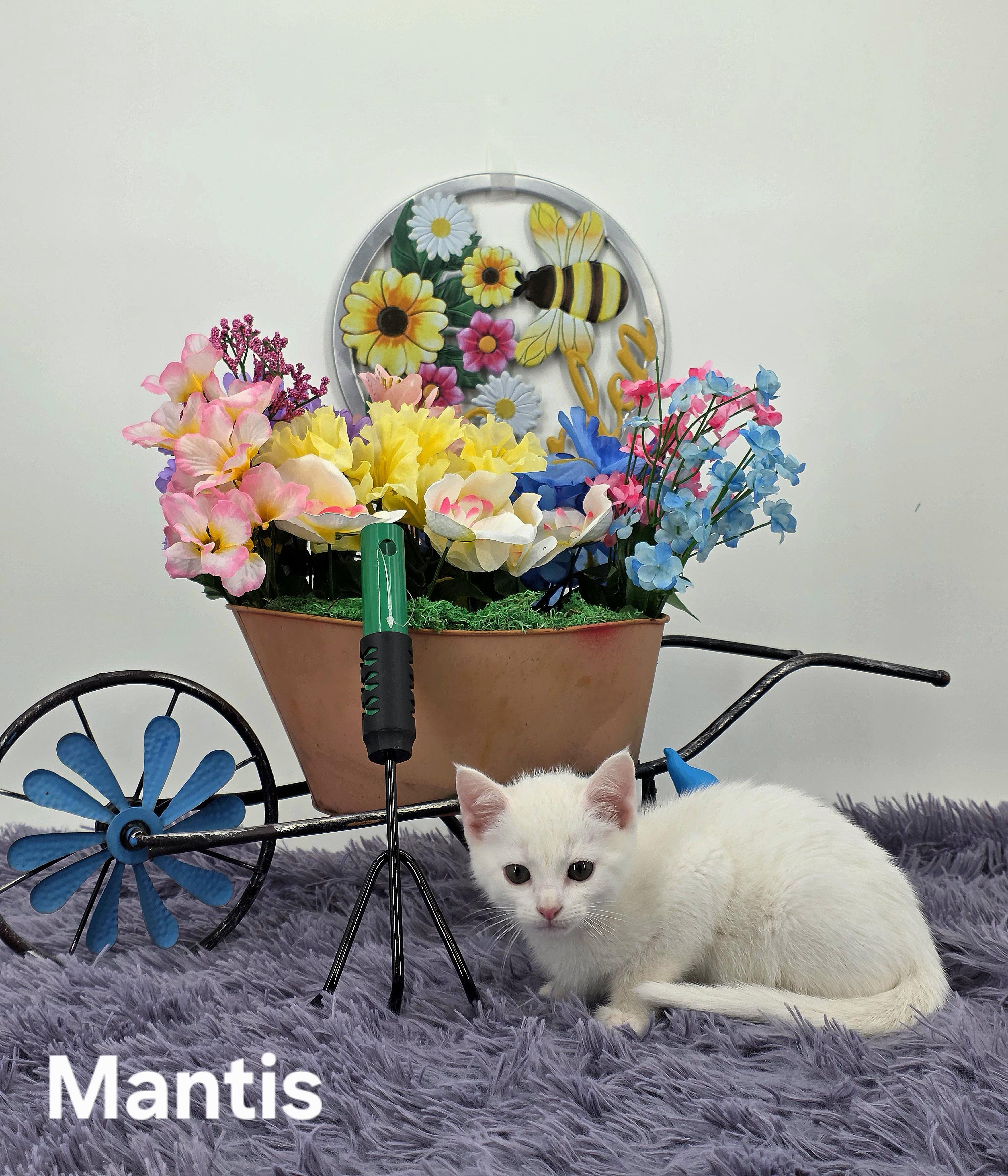 Mantis, a Adoptable Domestic Medium Hair in Knoxville, TN image 3/6